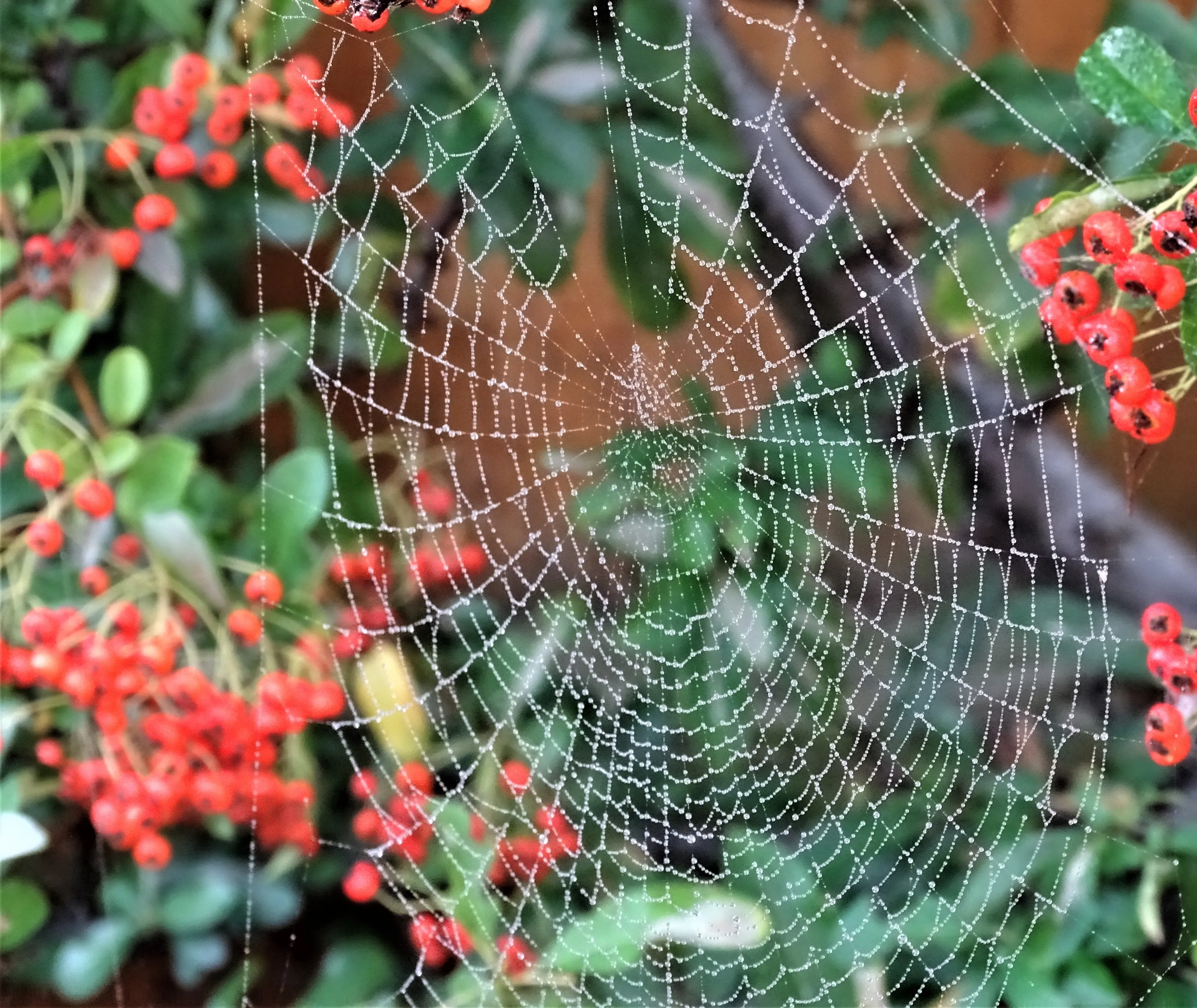 Cobwebs (no spiders)