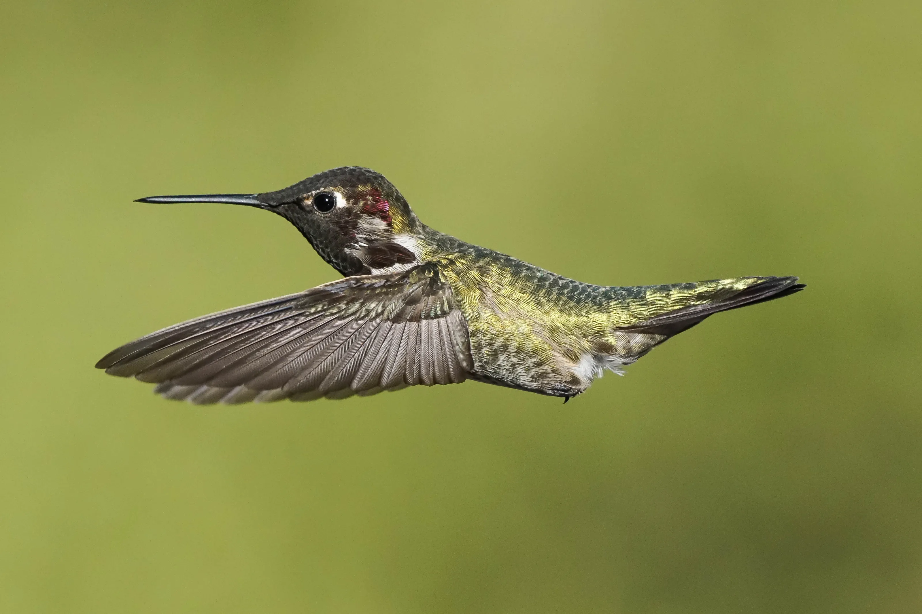 Hummingbirds