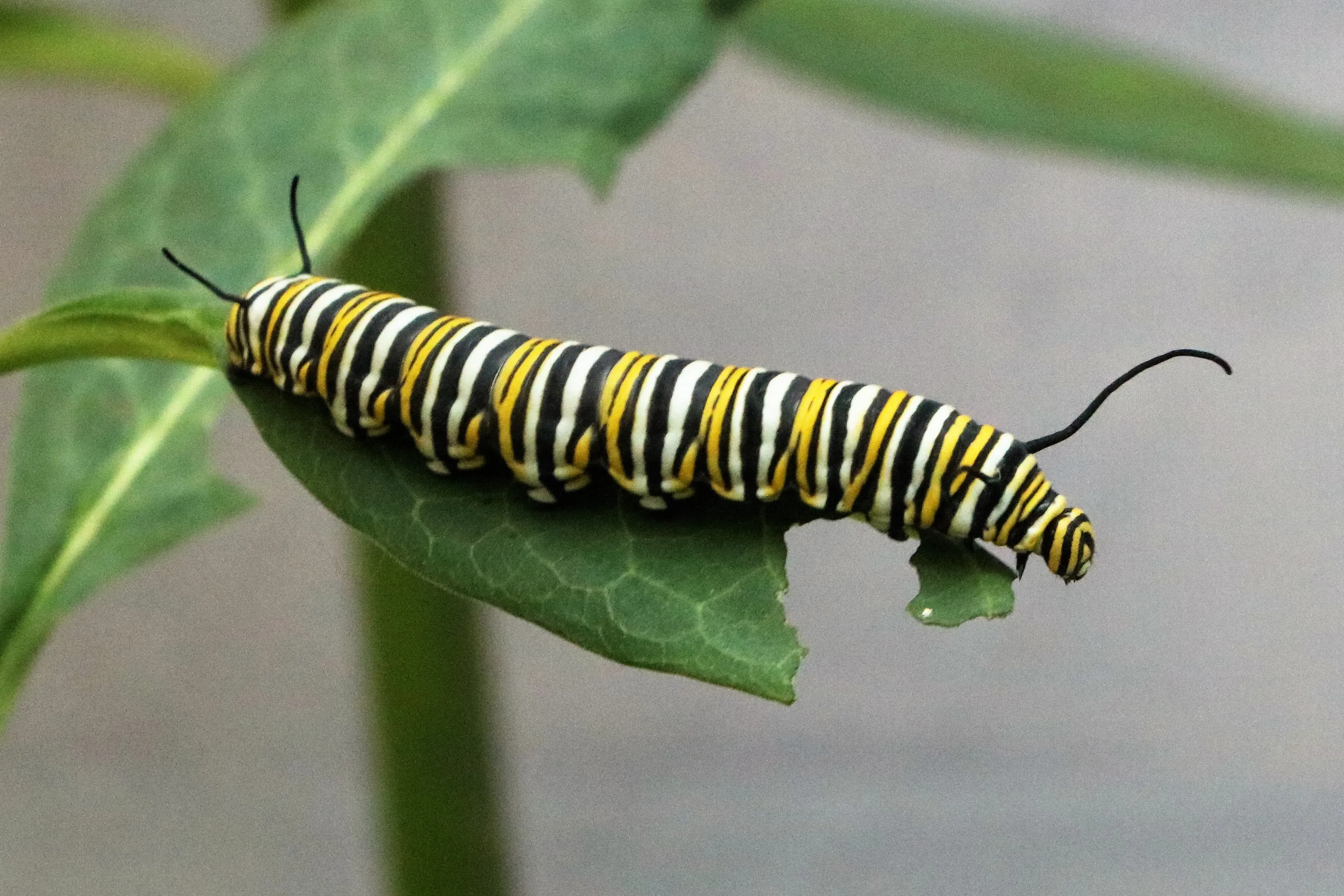 Monarch Caterpillars (no chrysalis or butterfly)