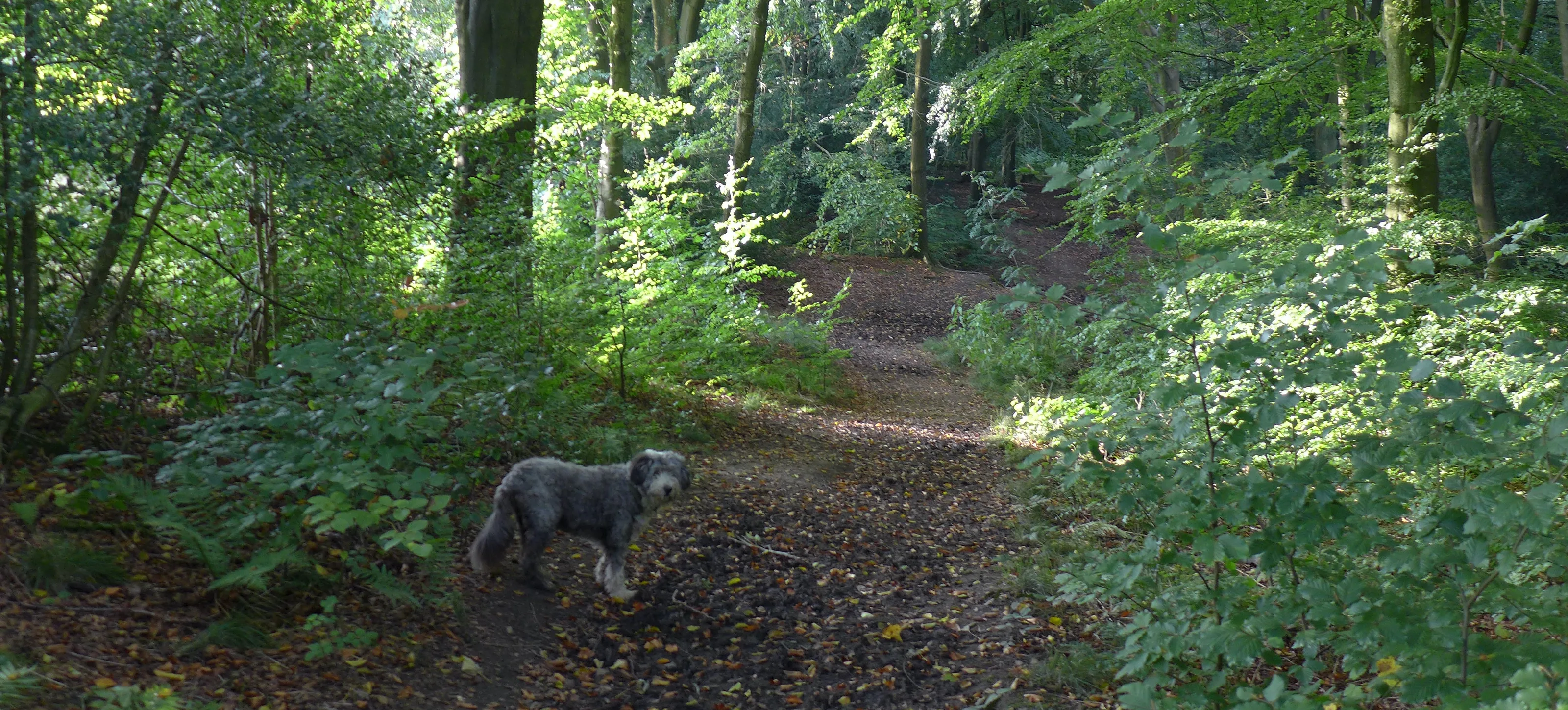 A Walk Through The Woods