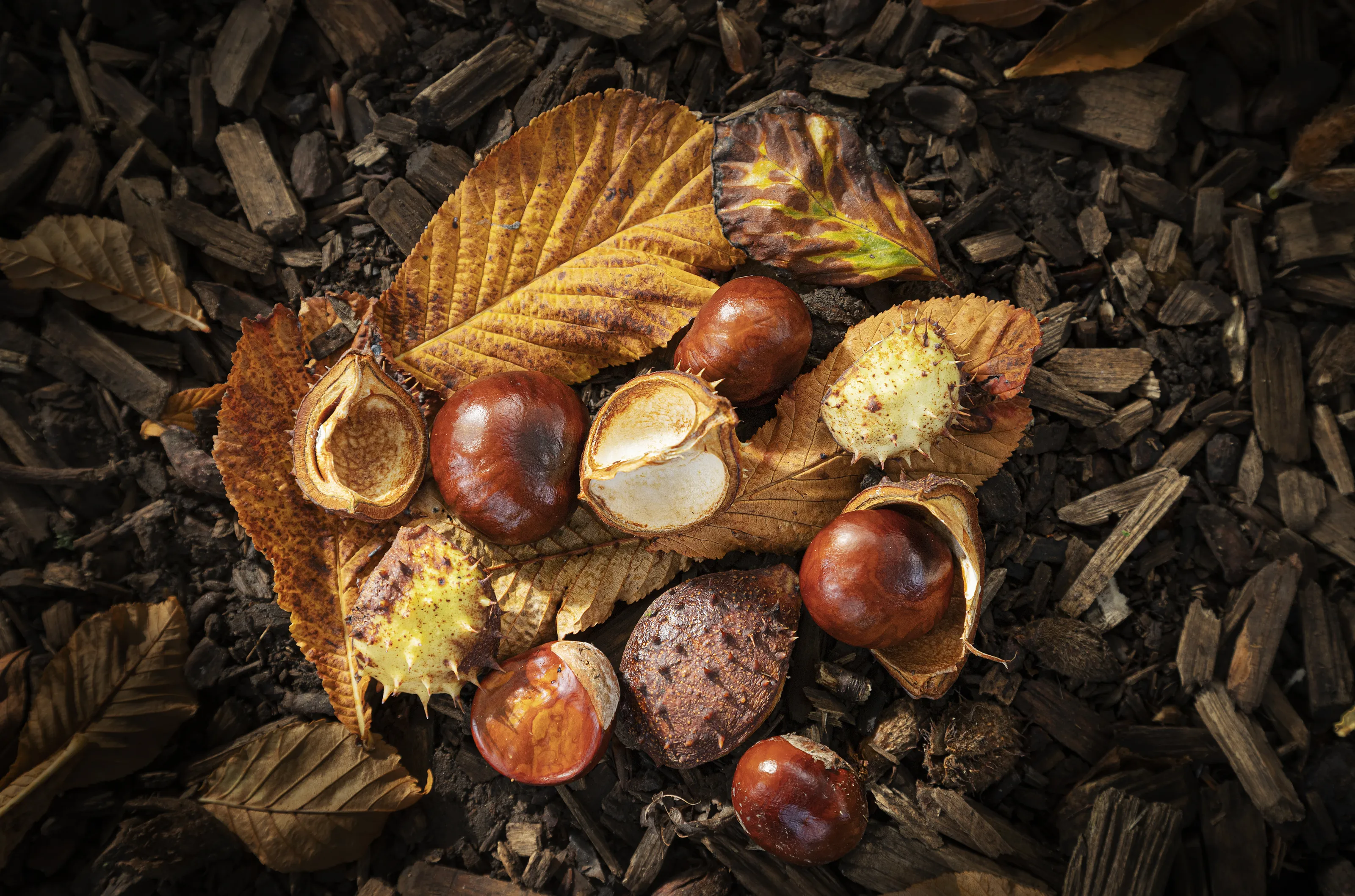 The essence of Autumn