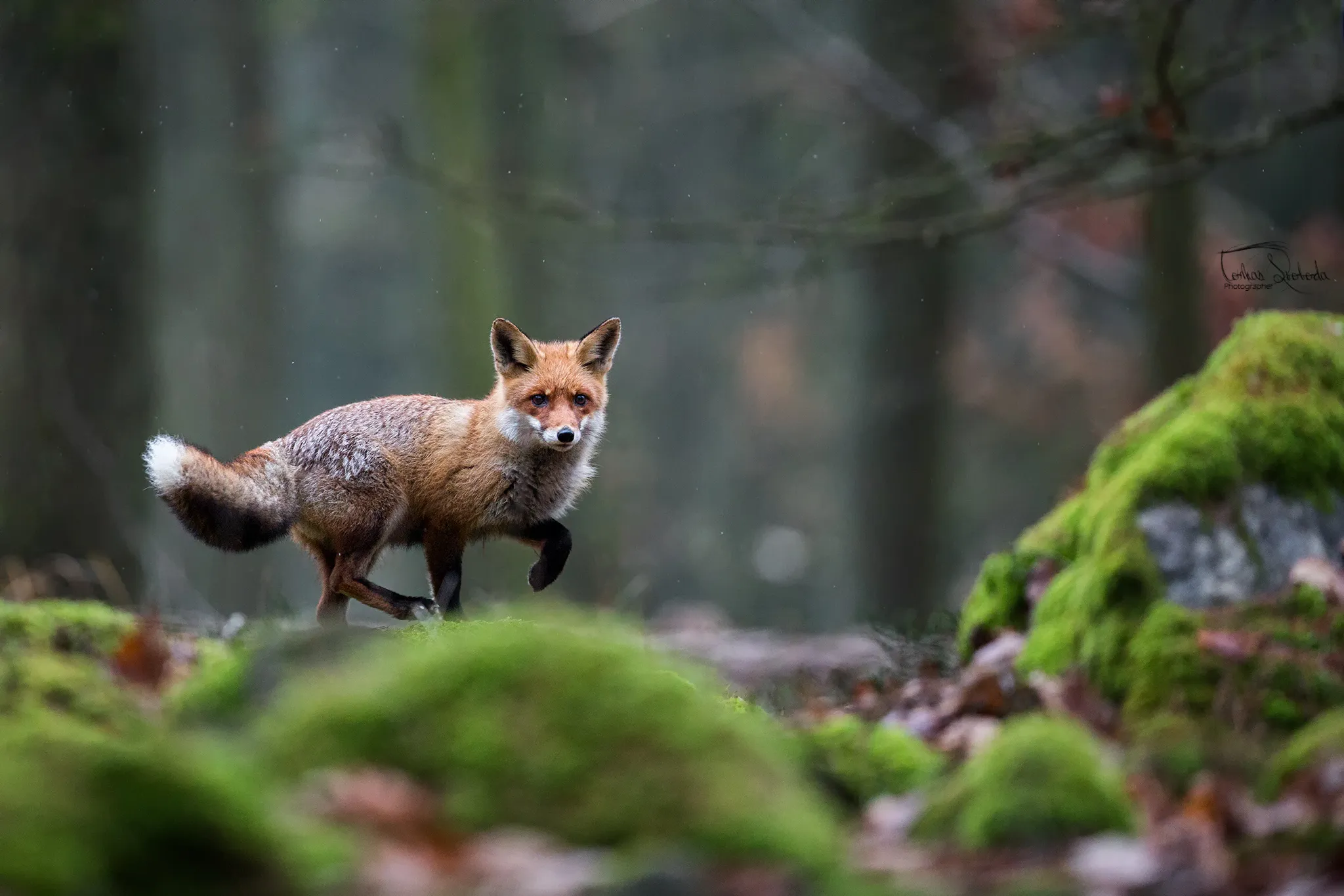 Foxes