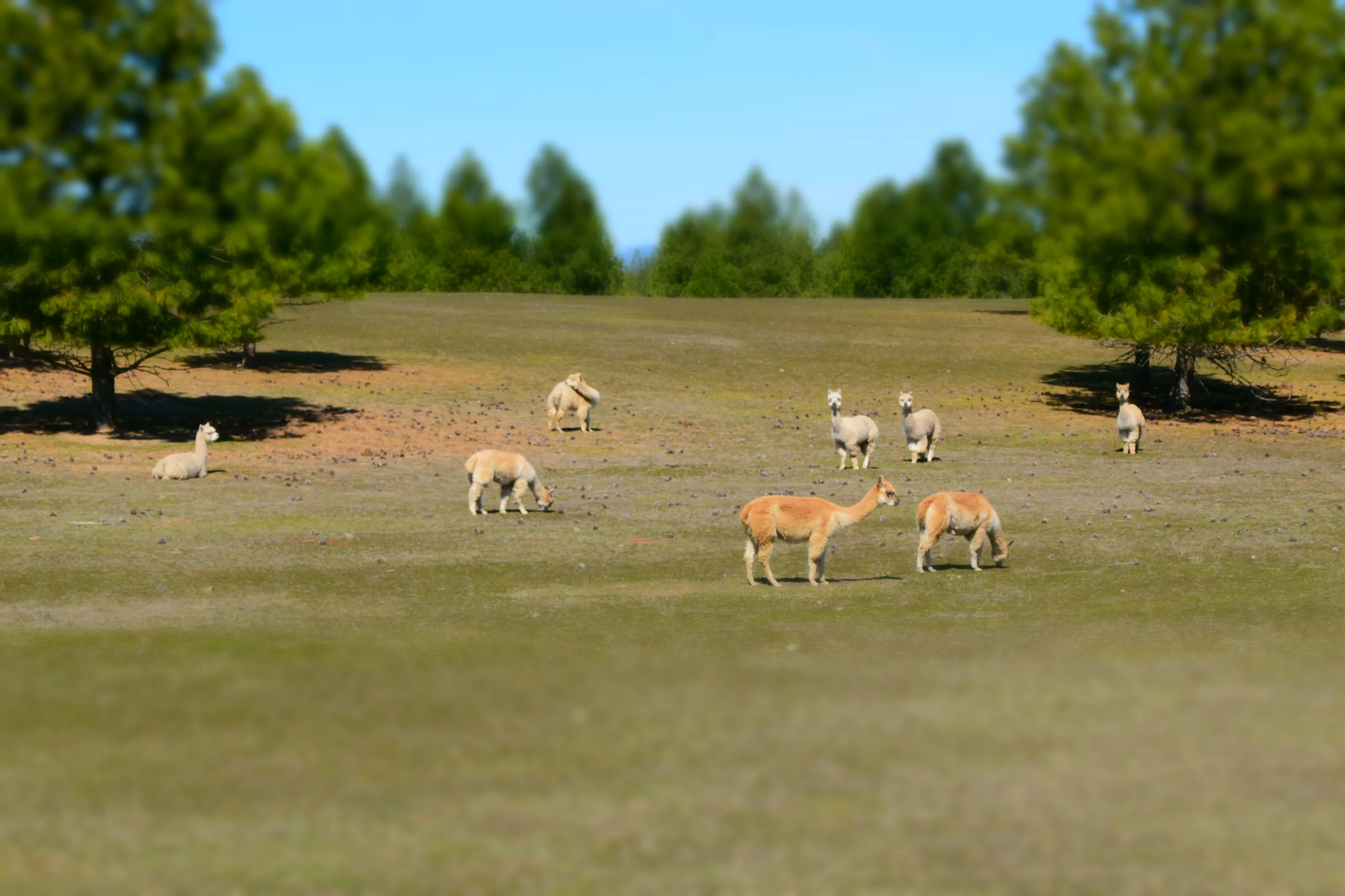 Llamas and Alpacas