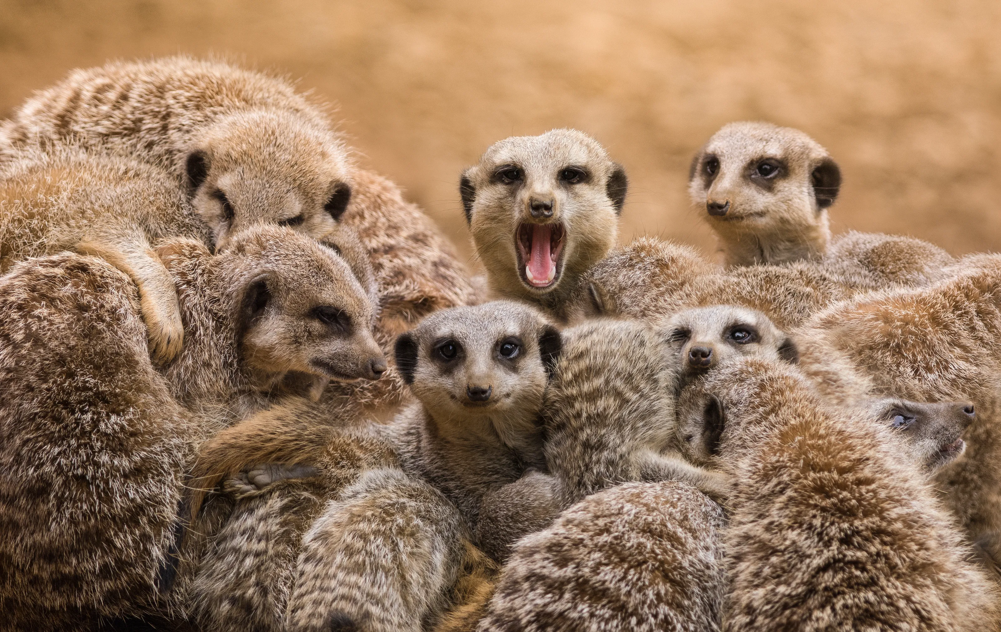 Meerkats