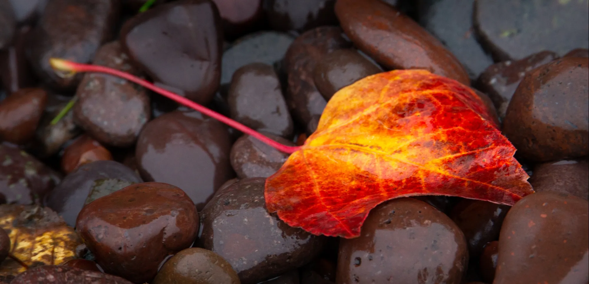 Autumn Leaves in Colour