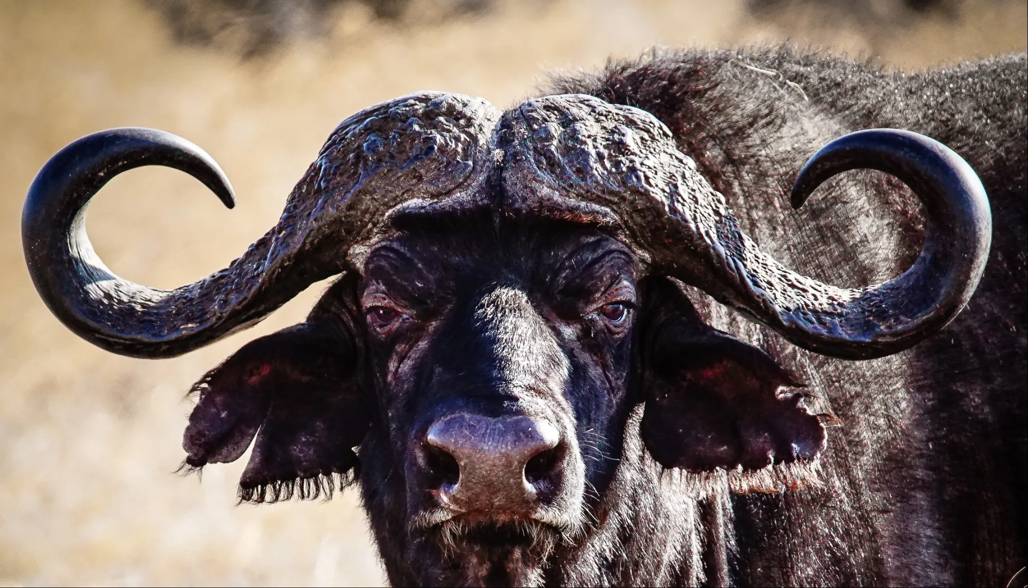 Animals with Antlers or Horns