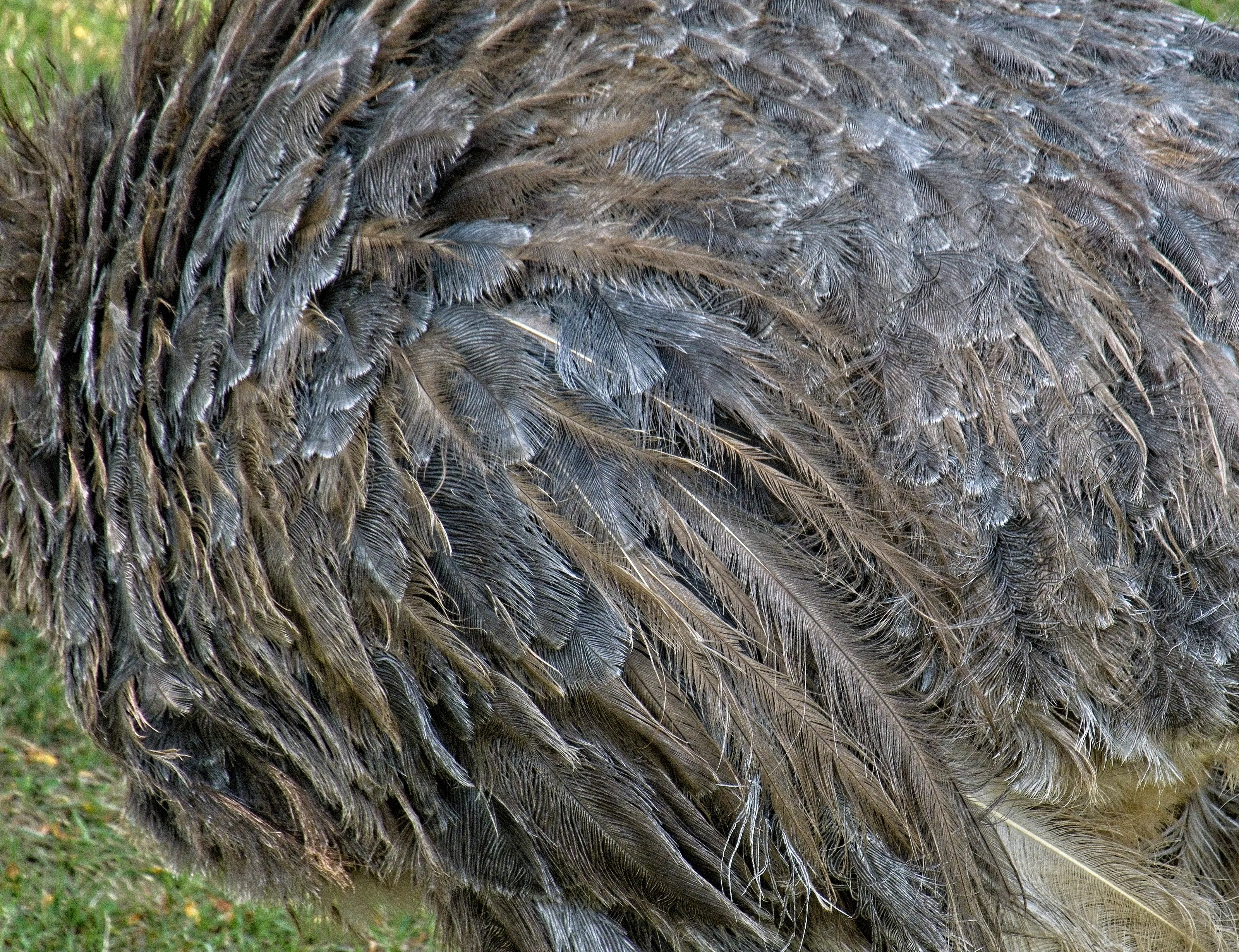 Bird Feathers in Close-Up