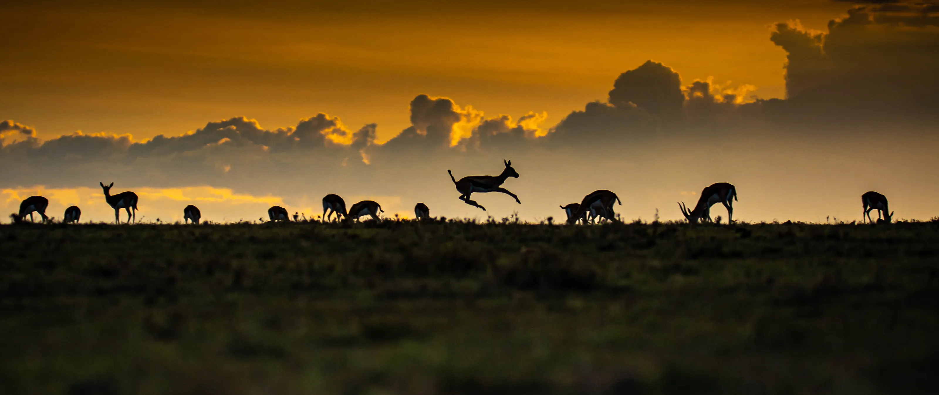 Wildlife
