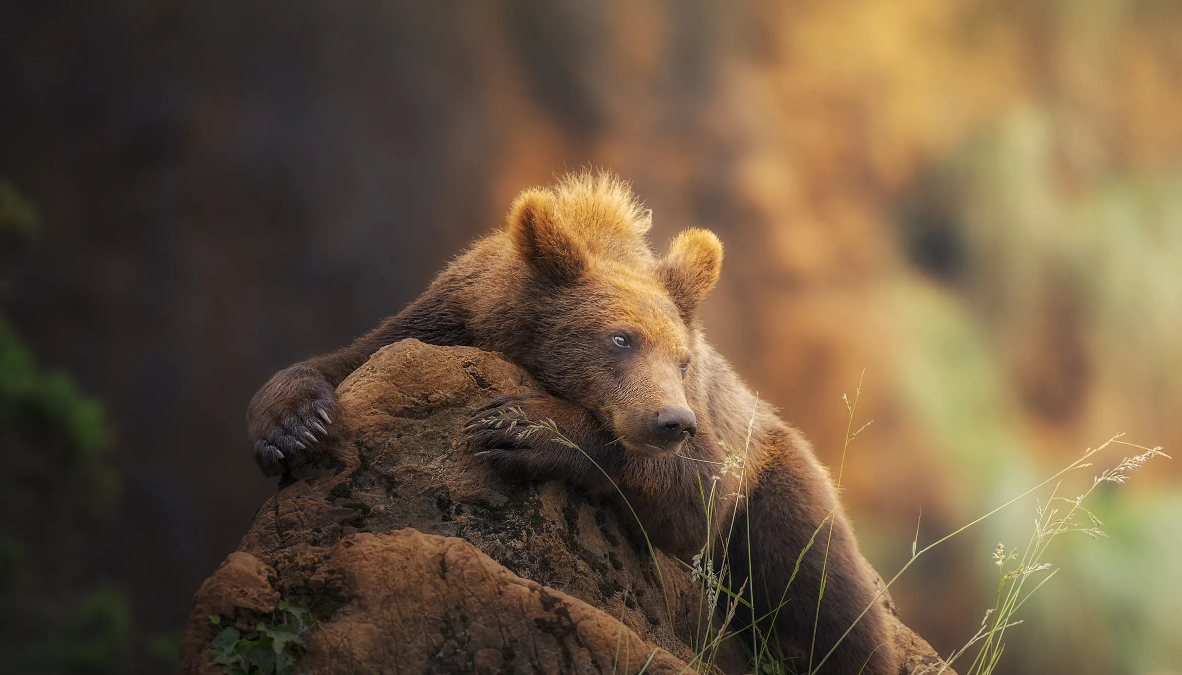 Wildlife