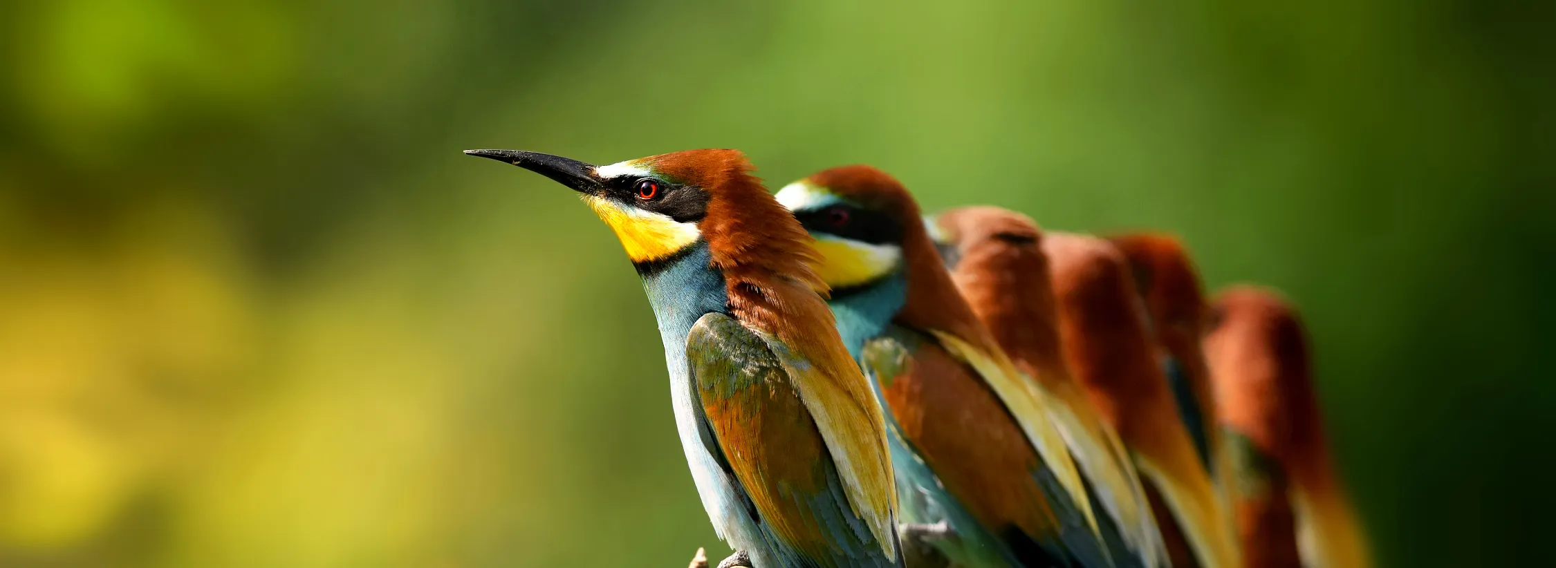 Wildlife