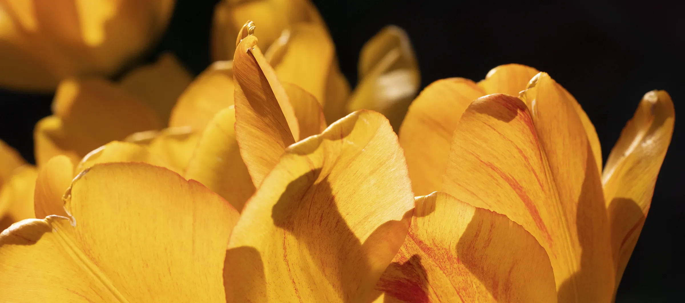 Backlit Flowers (no animals or people)