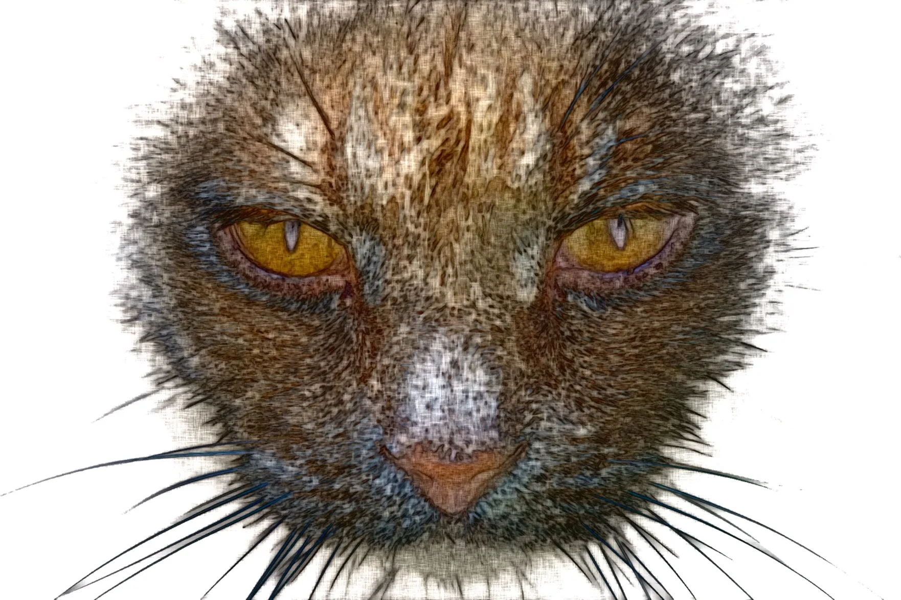 Abstract Domestic Cats