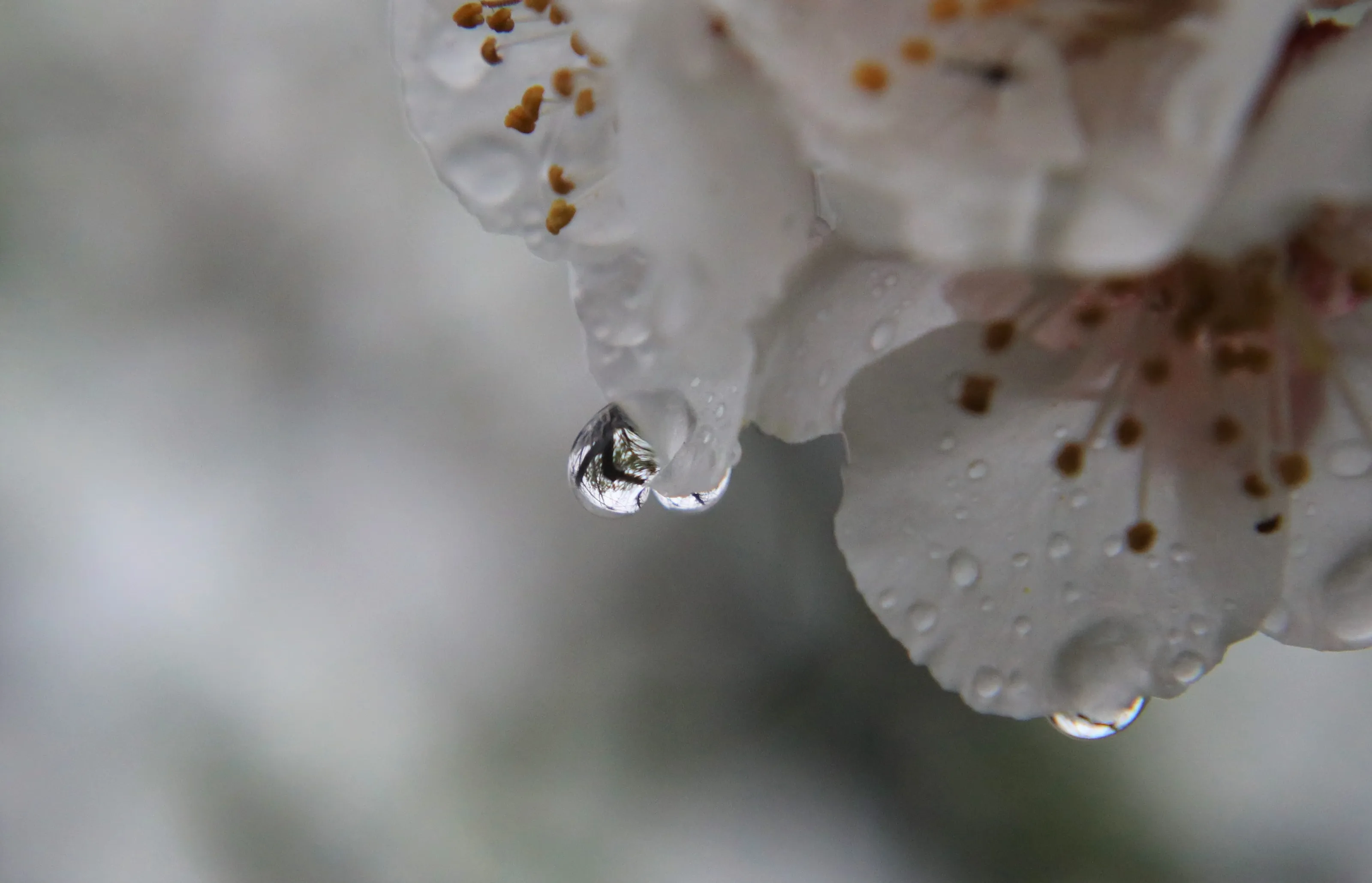 Water Droplets In Nature