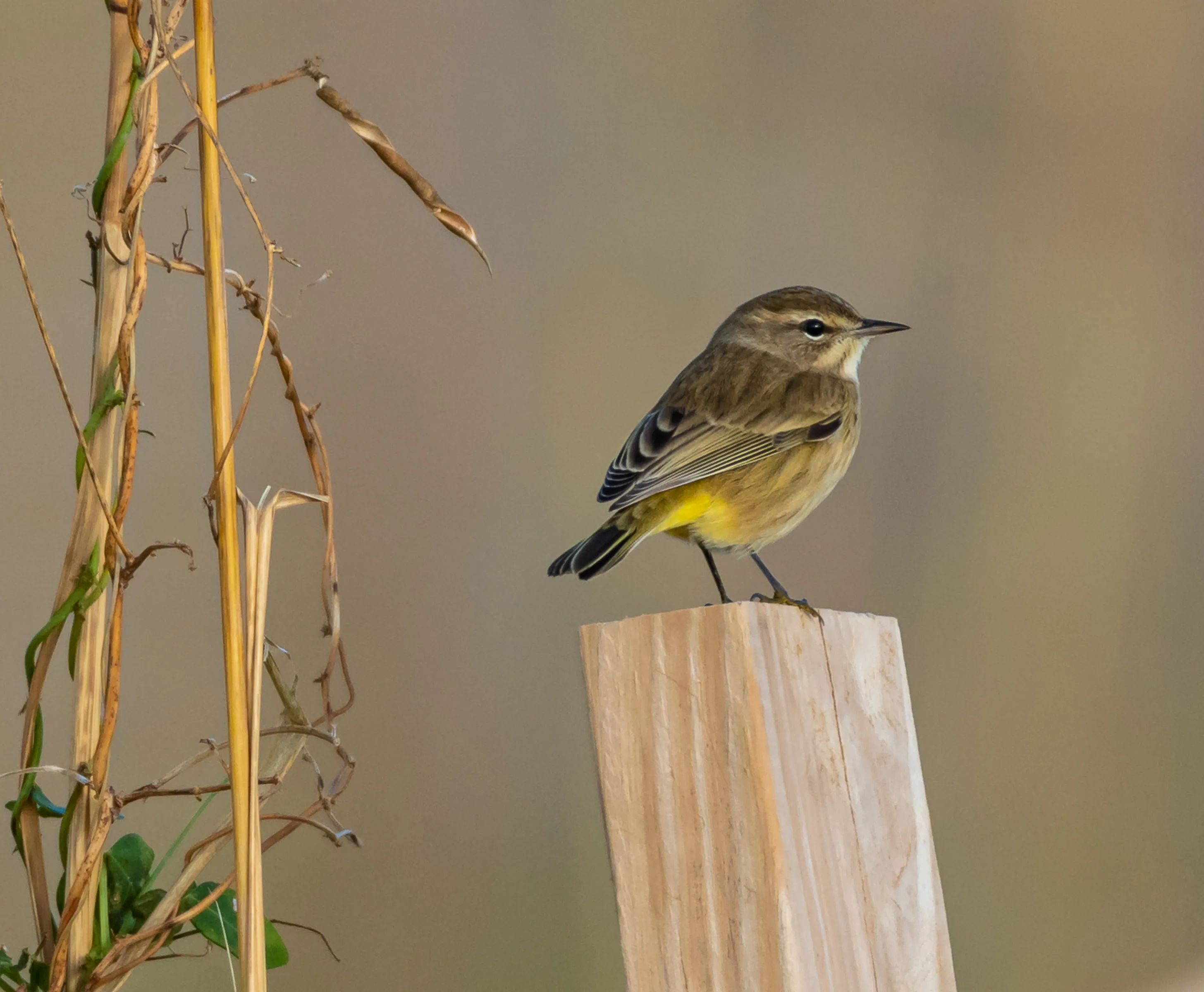 A Single Small Bird