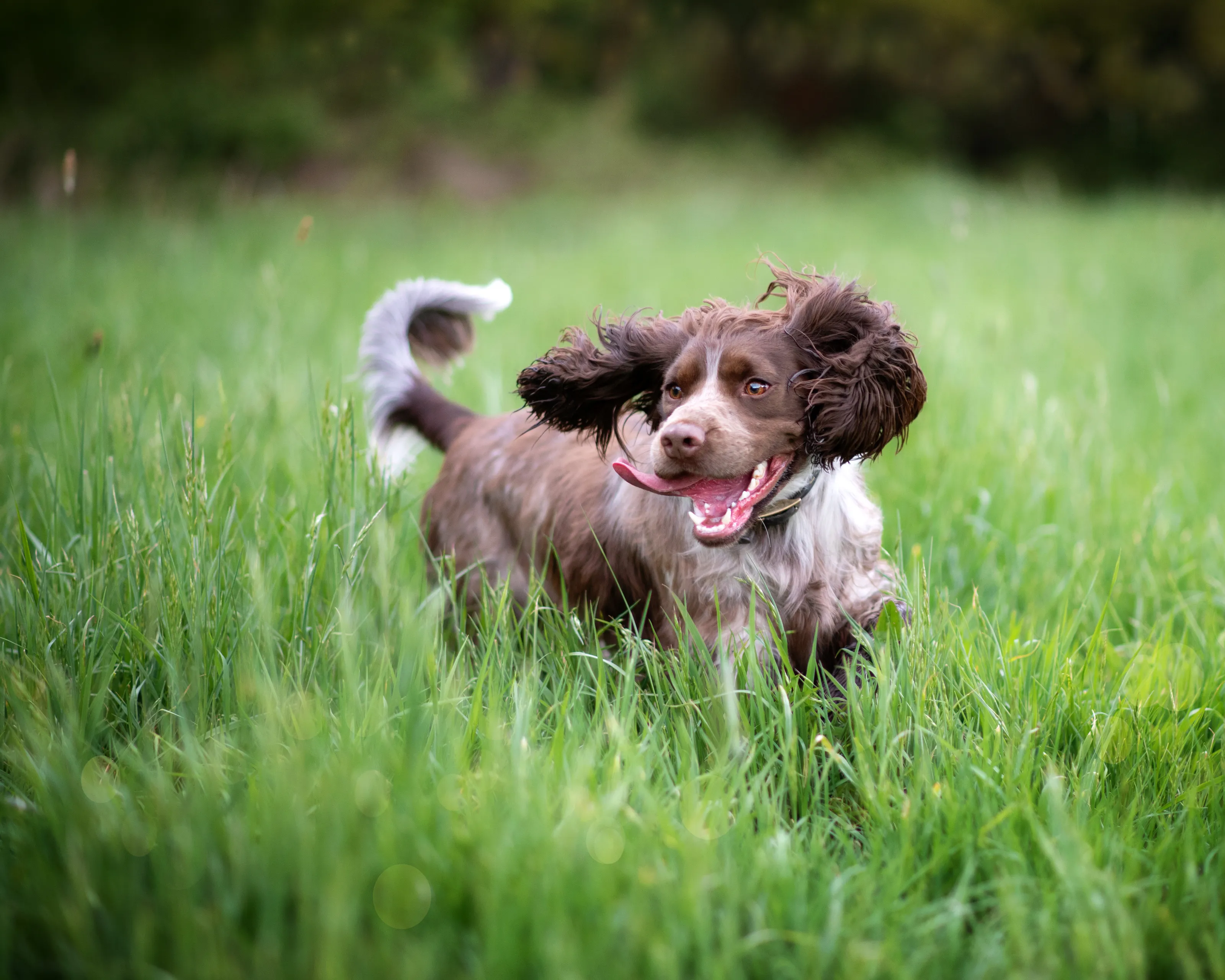 Dogs in Action