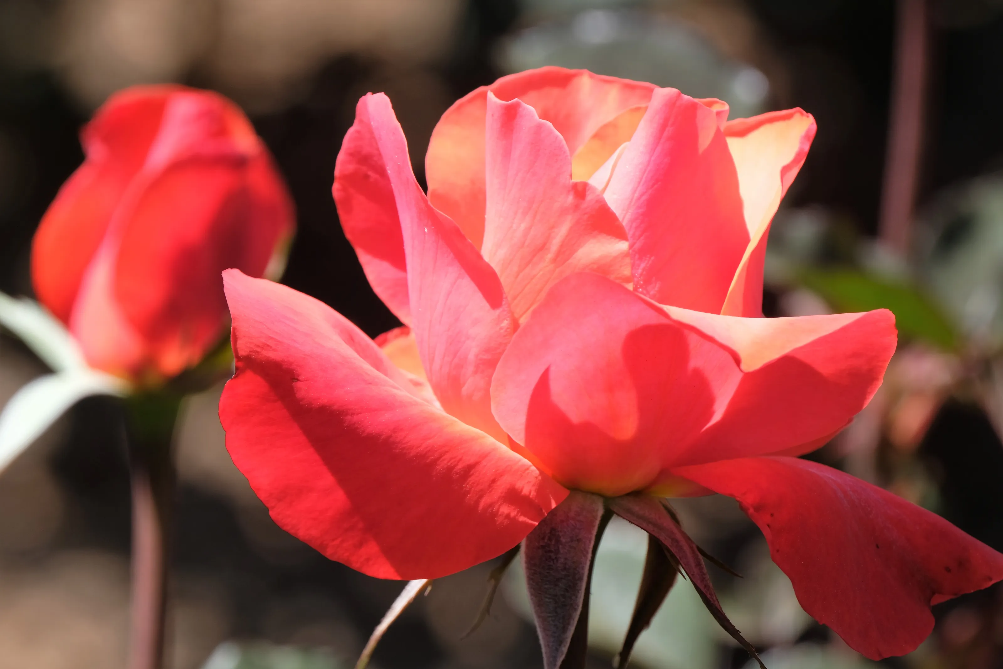 Roses Still Growing (in colour)