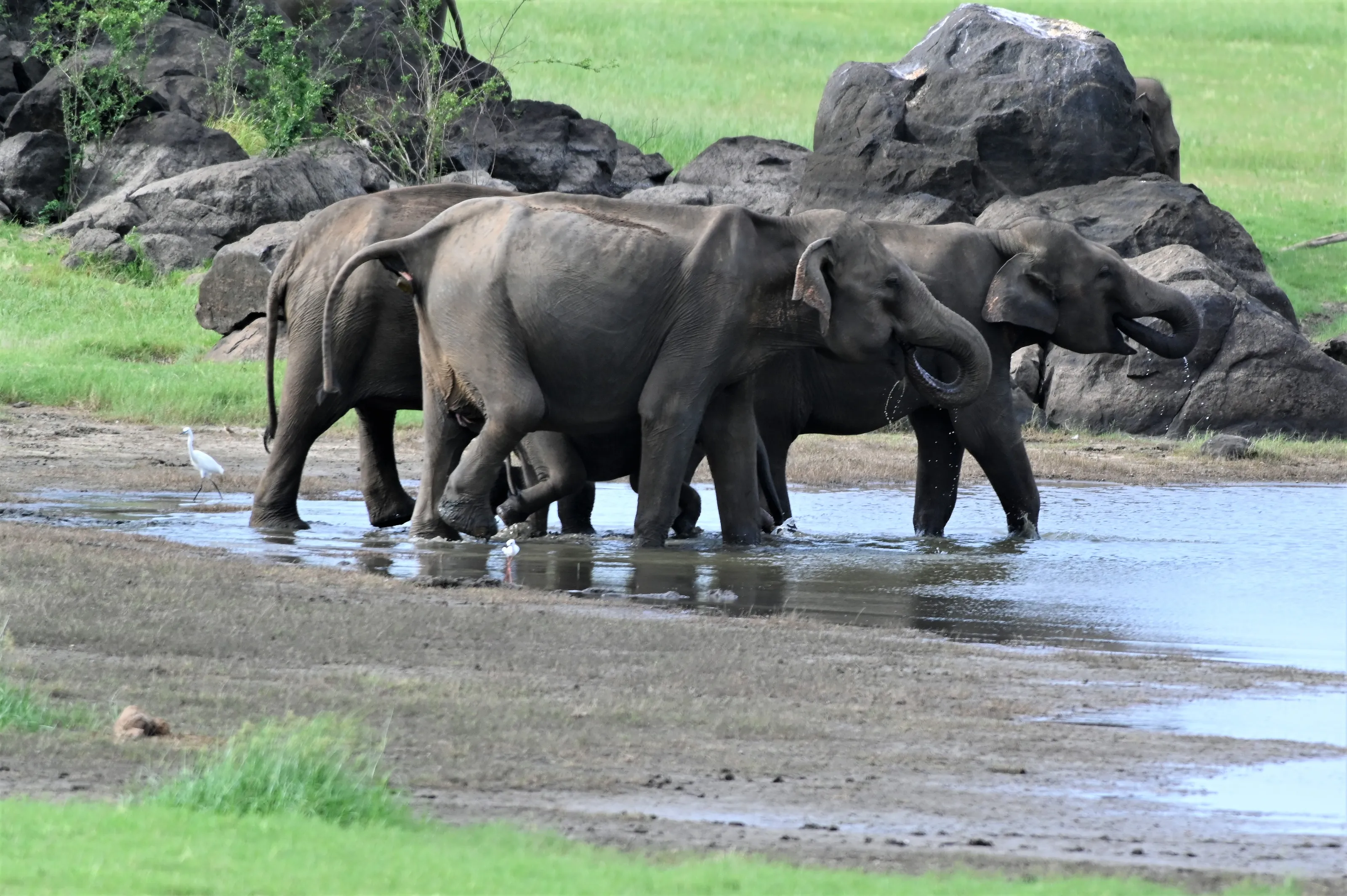 Asian Elephants In The Wild (in colour)