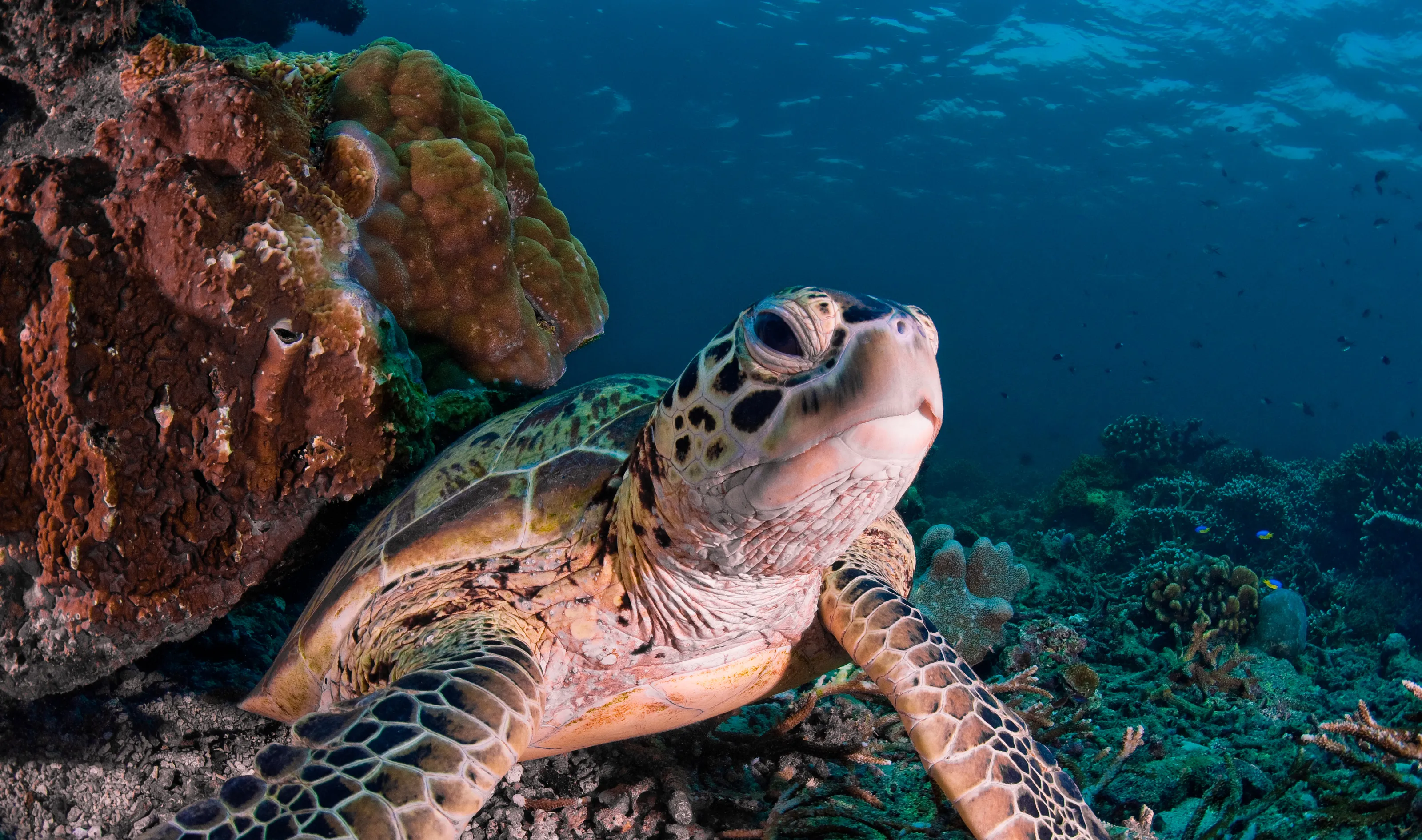 Underwater