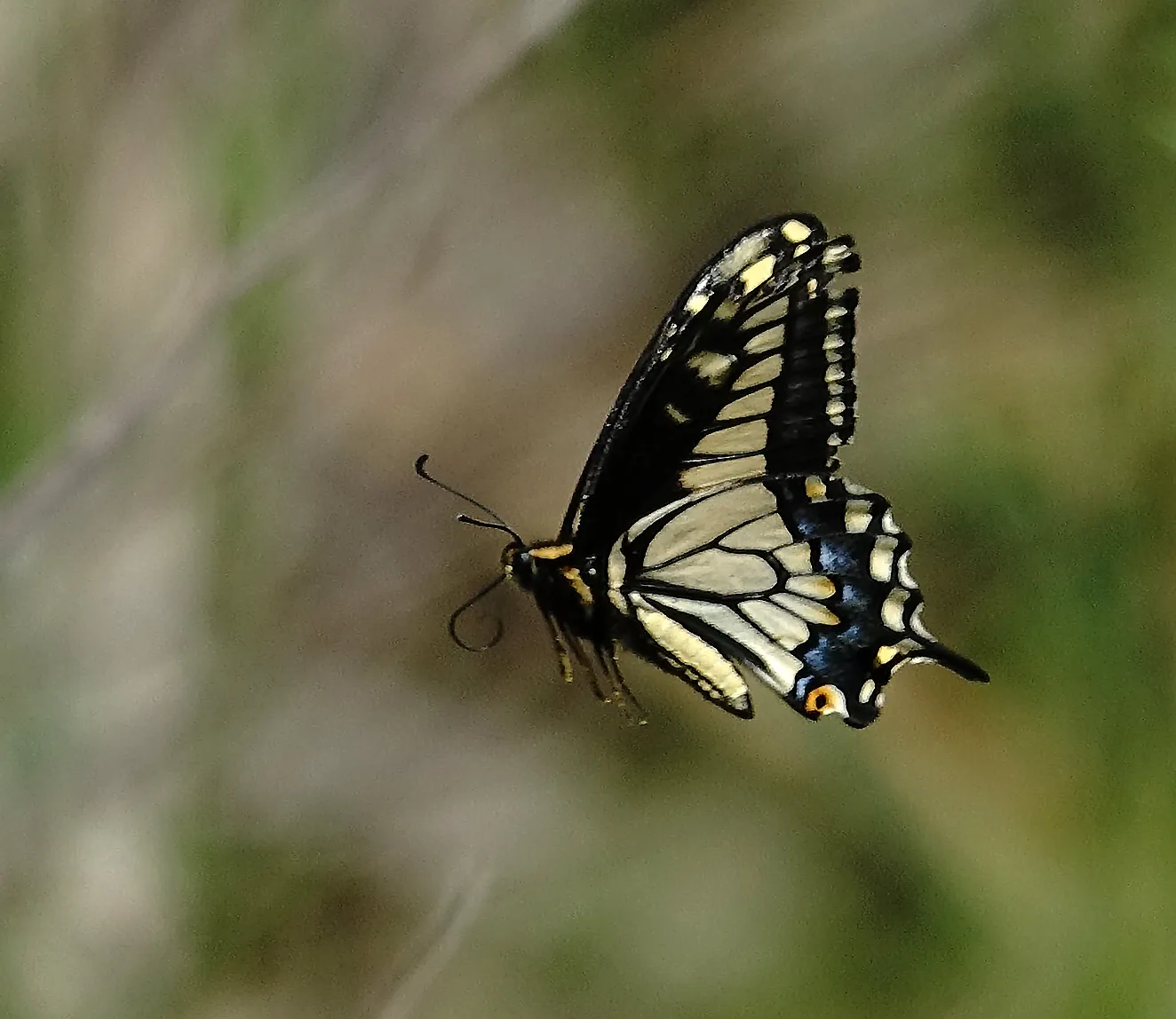 Butterflies in Flight