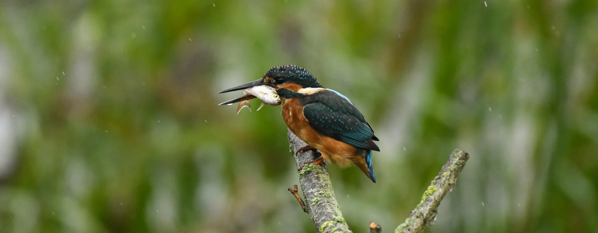 Birds In The Rain
