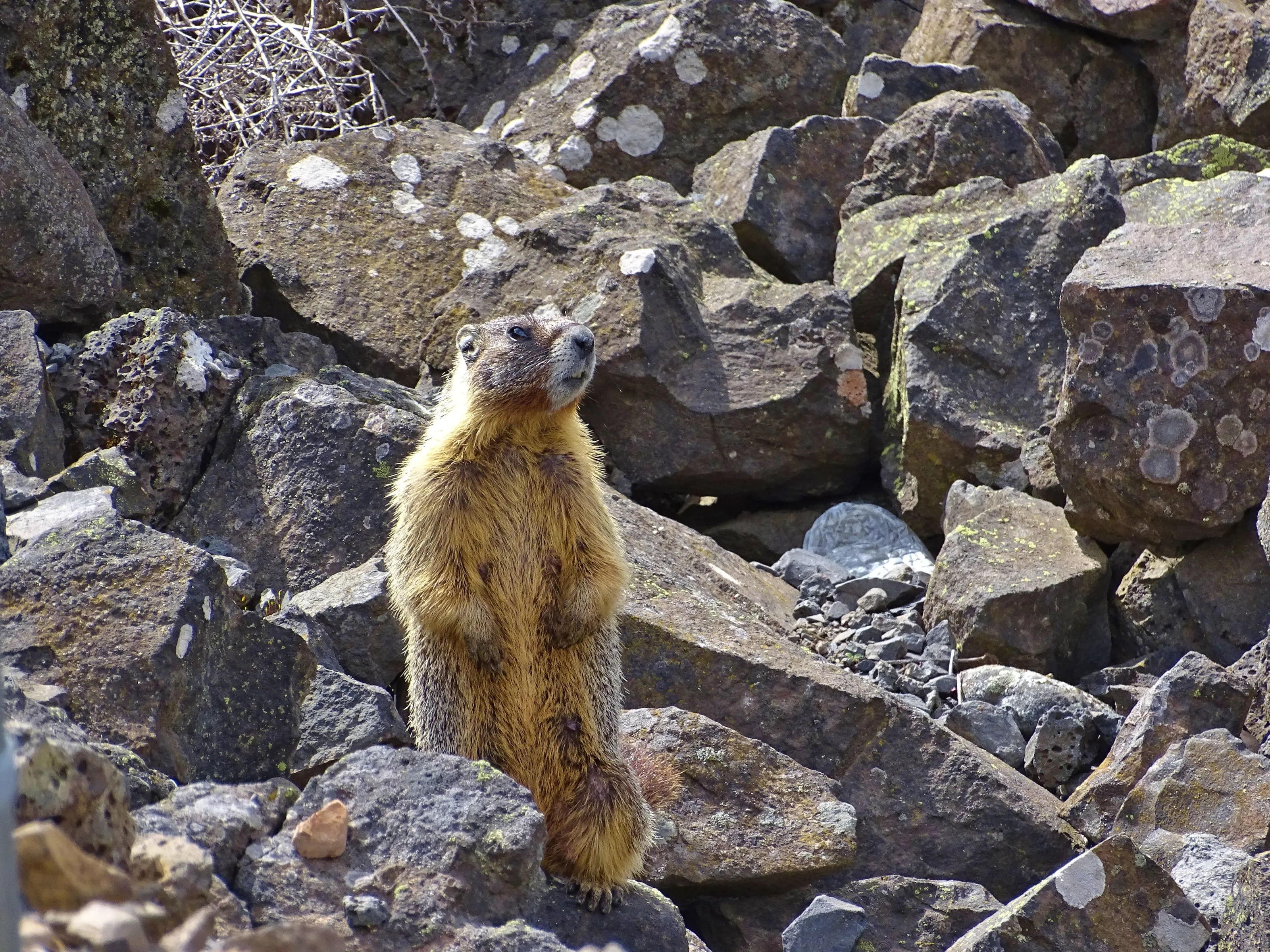 Groundhogs and Marmots
