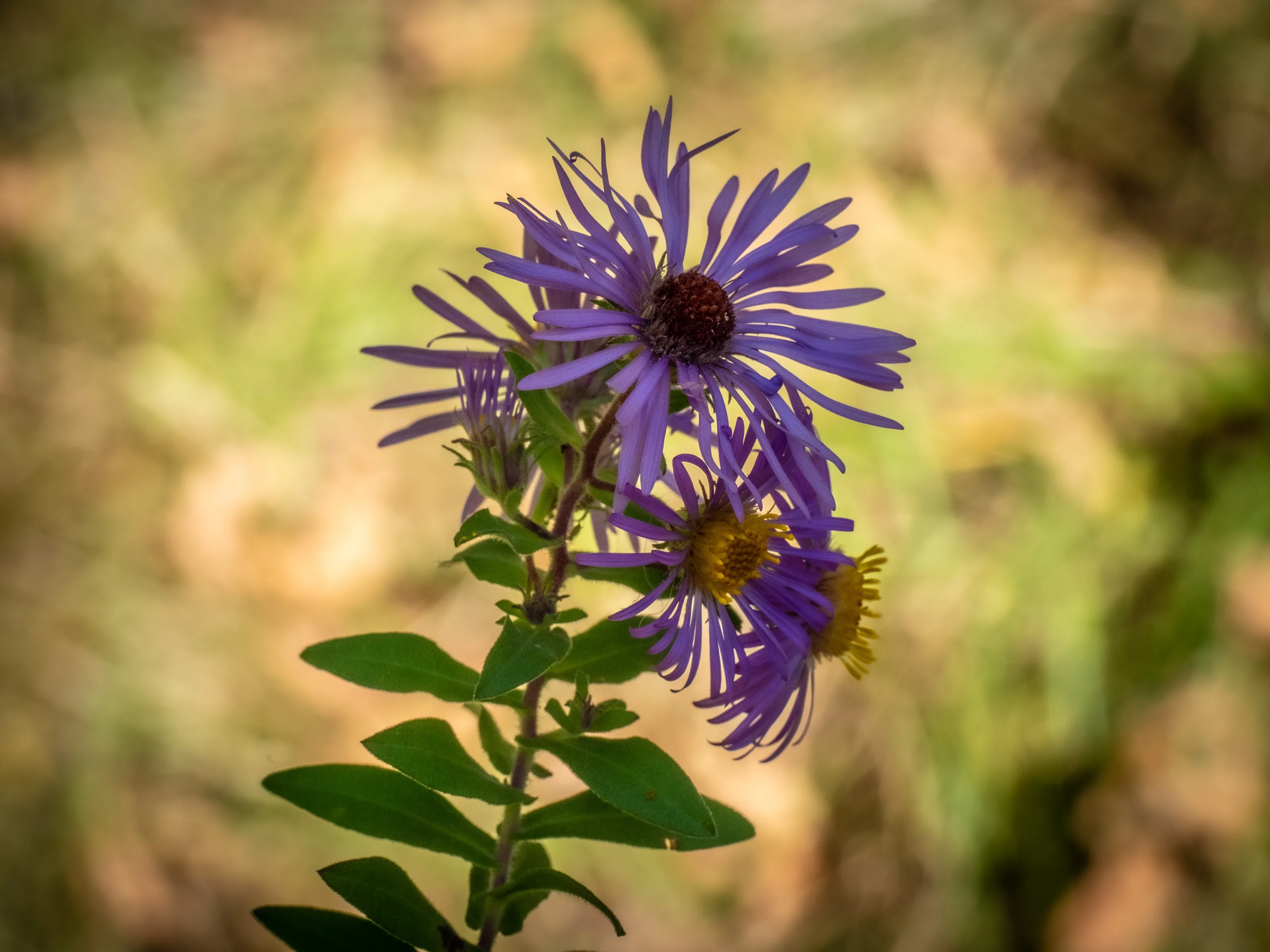 Wildflowers In Colour