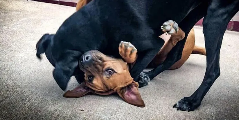 Dogs Playing
