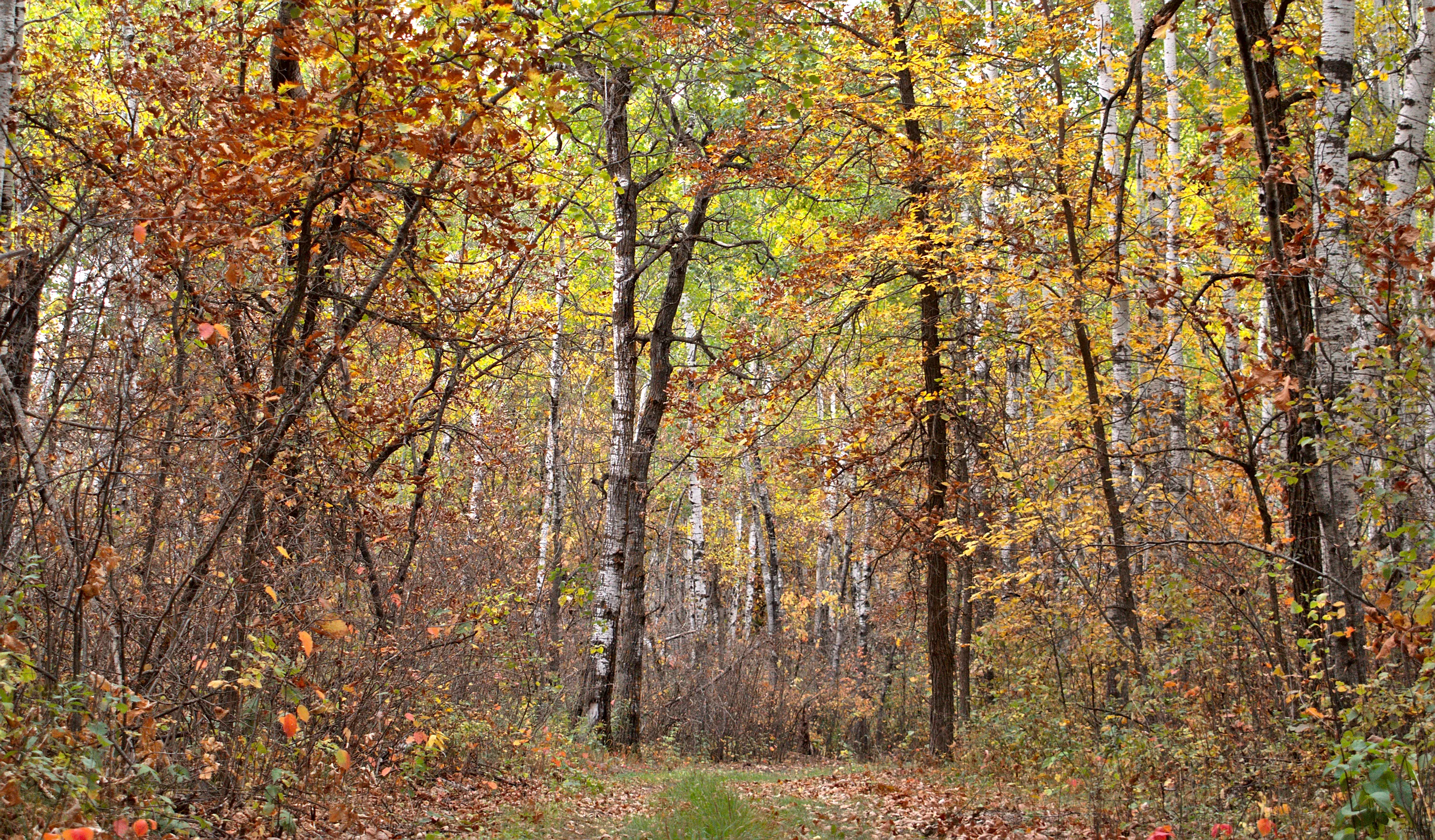 Autumn Colours (colour only)