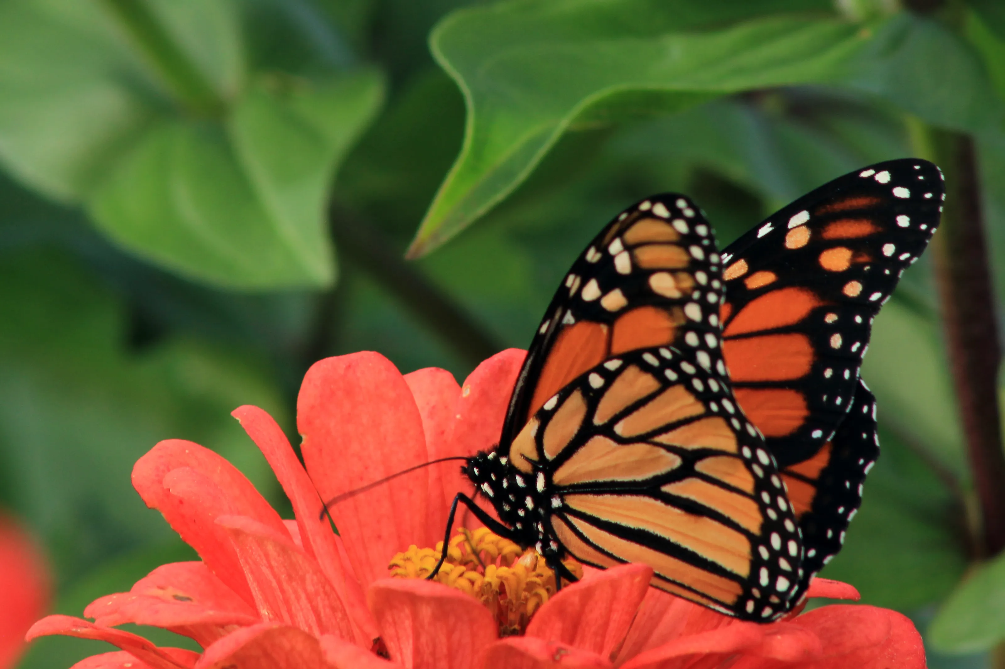 Butterflies and Moths in Colour