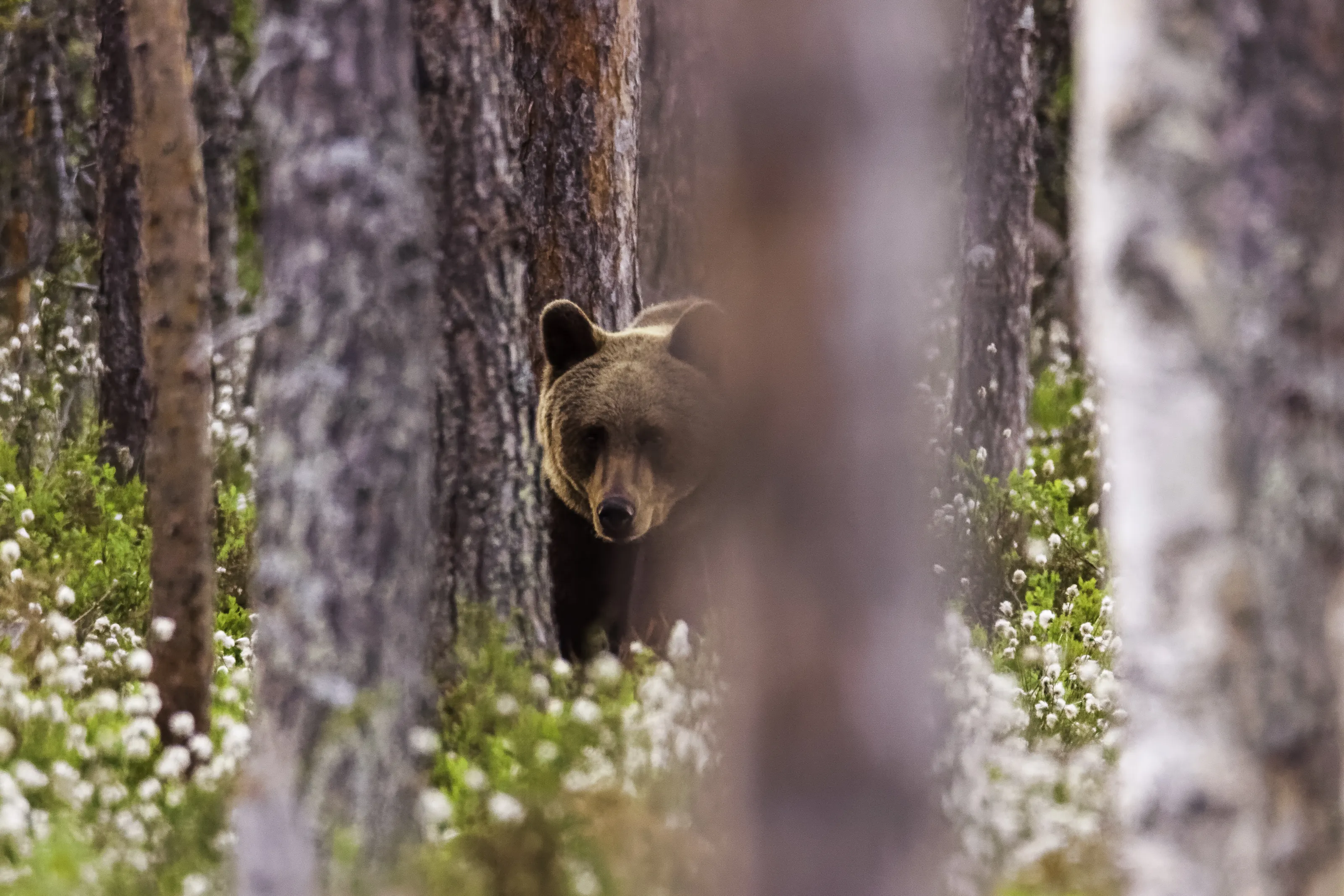 Wild Bears