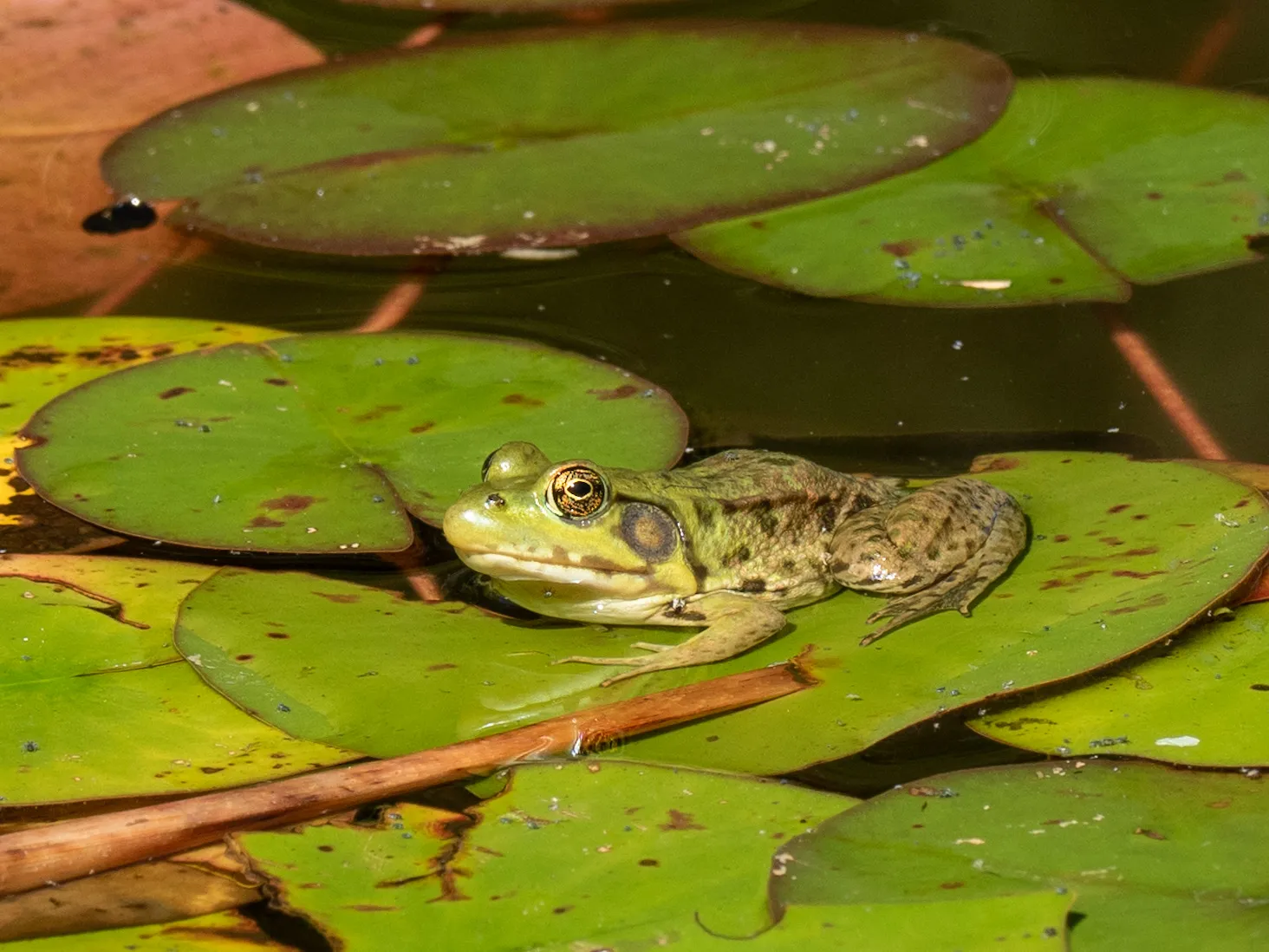 Life On Lily Pads