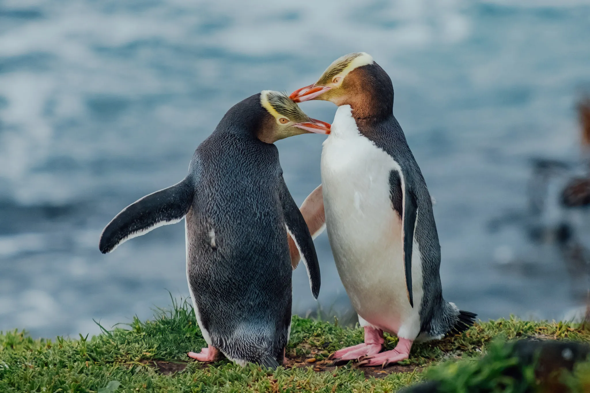 Penguins in Colour