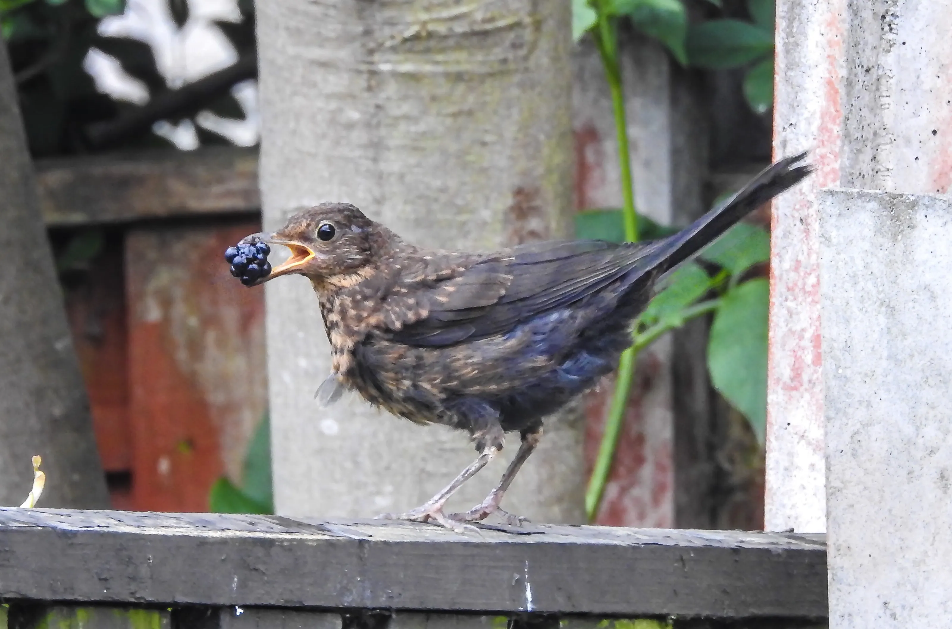 Birds Eating Berries