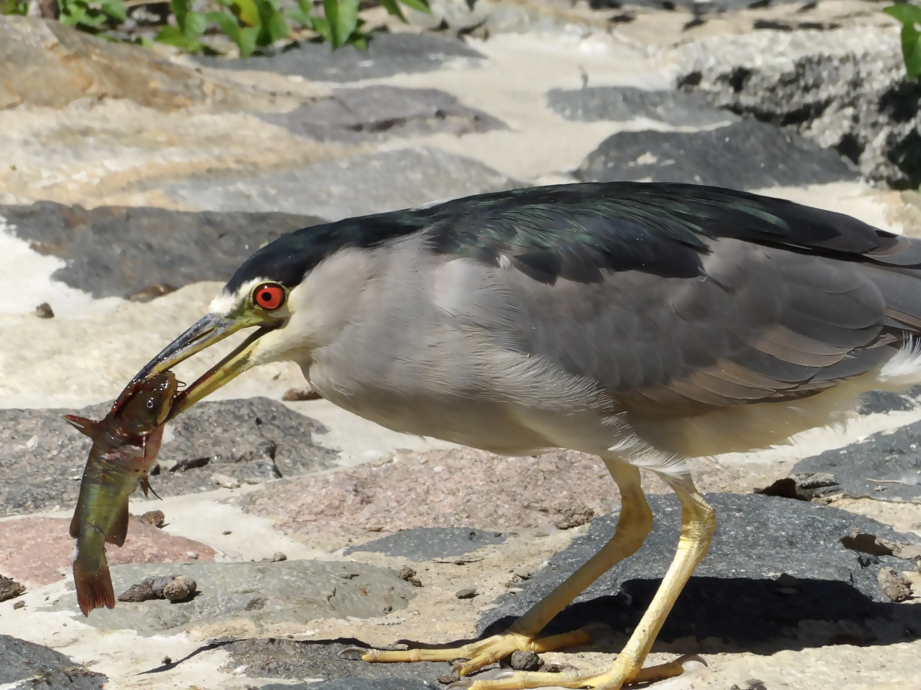 Birds Catching Fish (in colour)