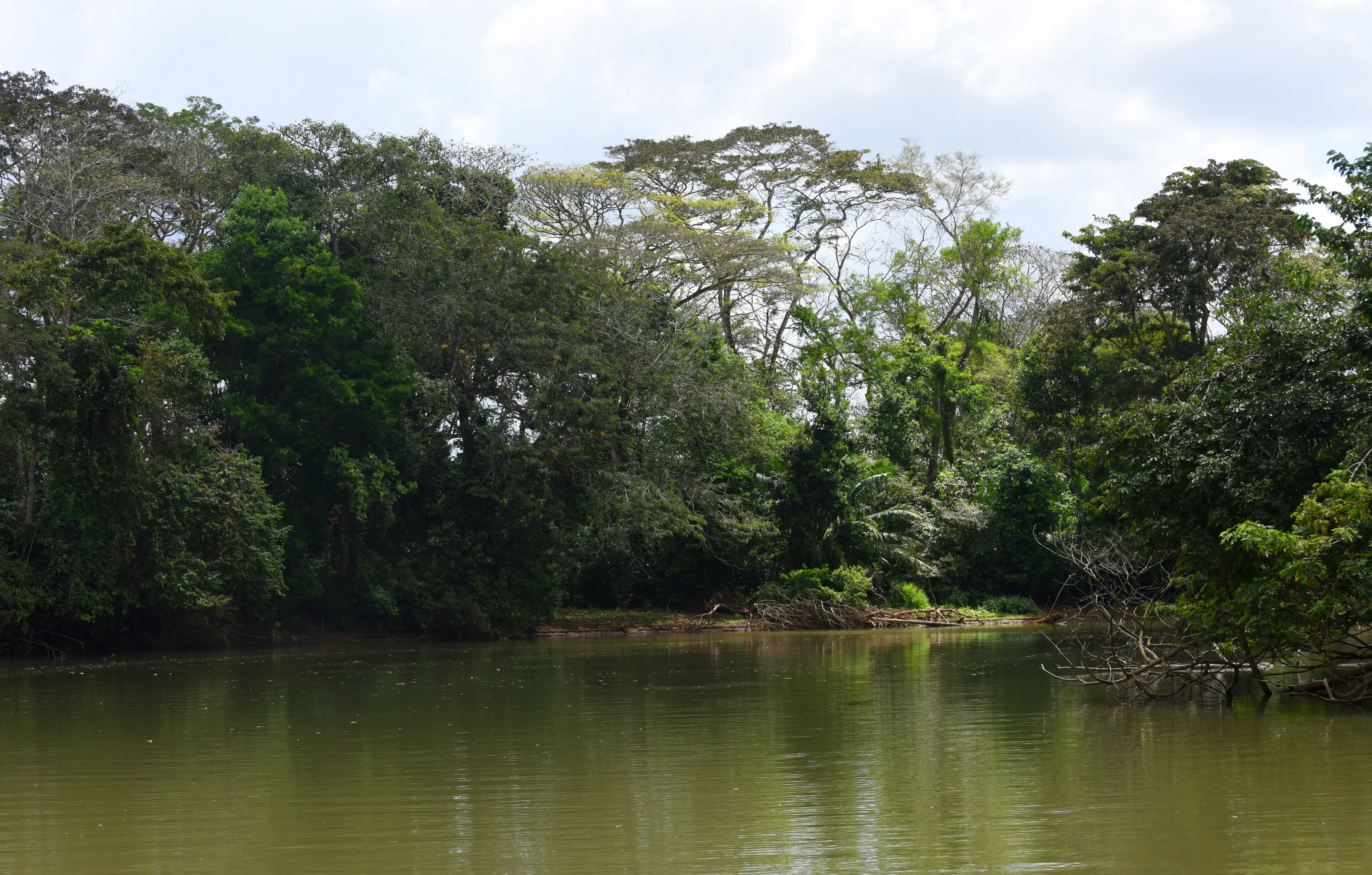Tropical Rainforests