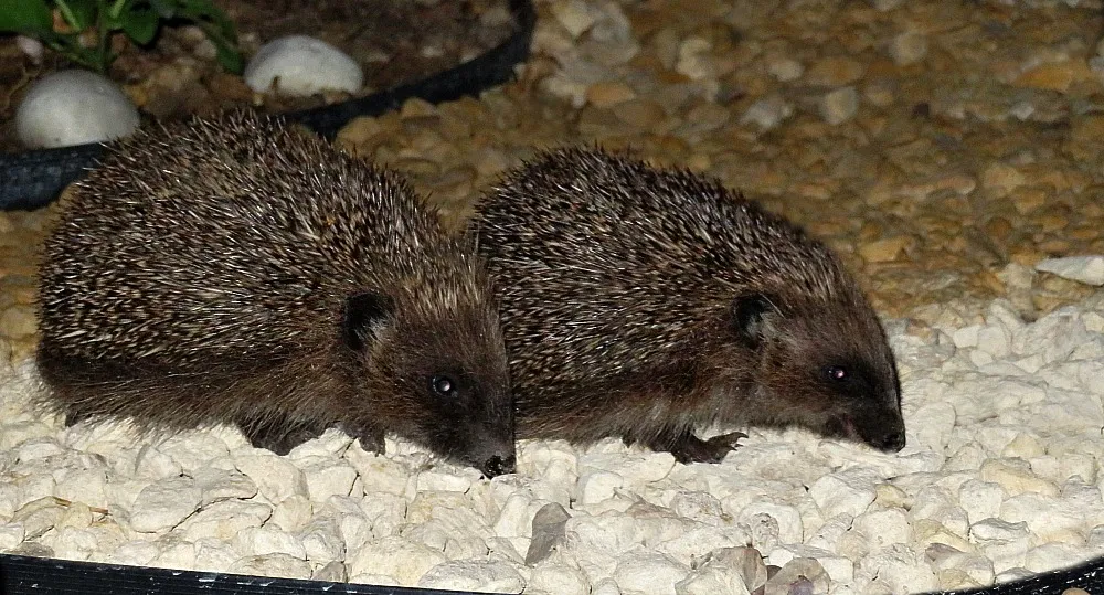 Nocturnal Wild Animals