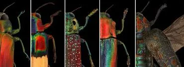 Beautiful Beetles