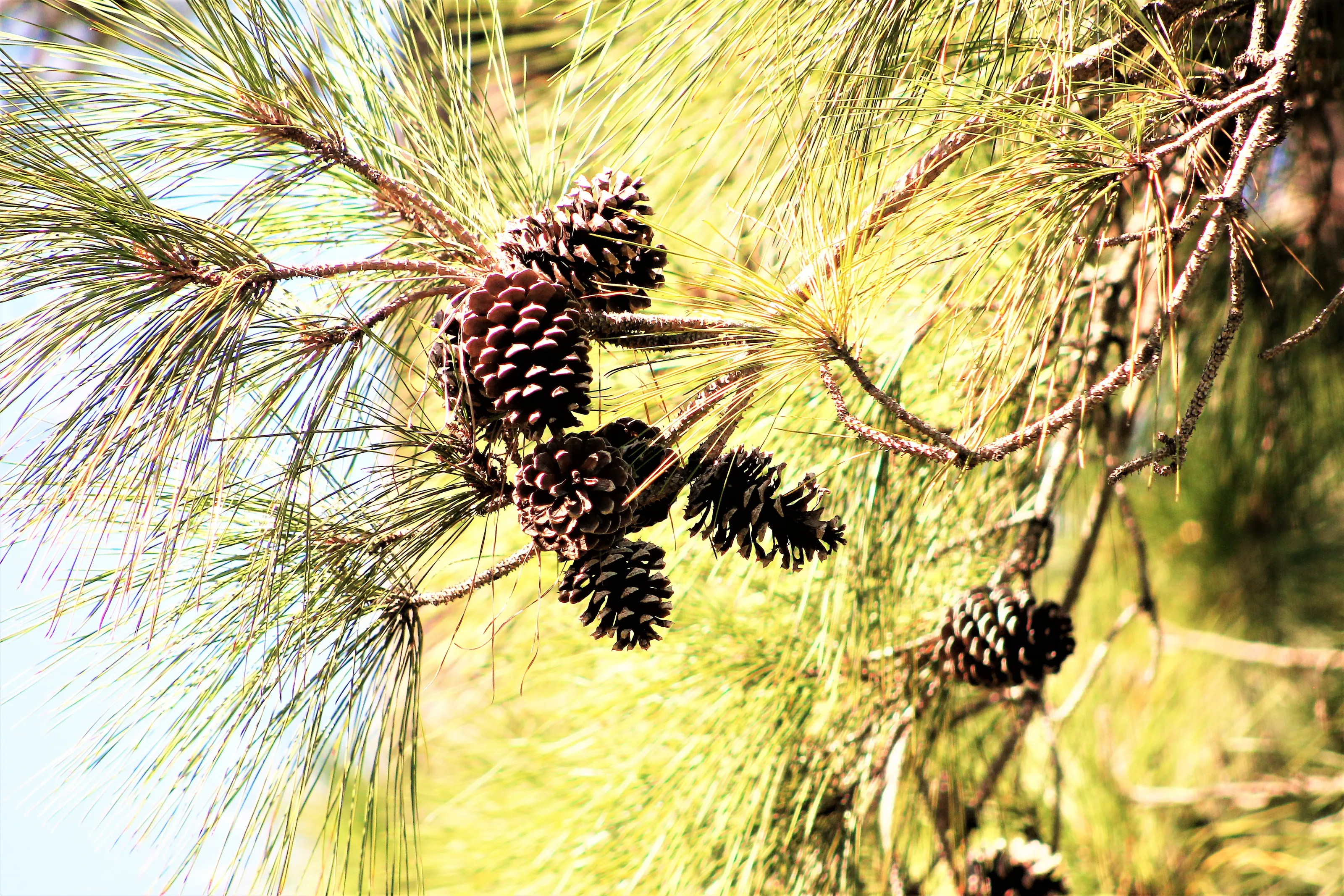 Pine Cones In Colour (no people)