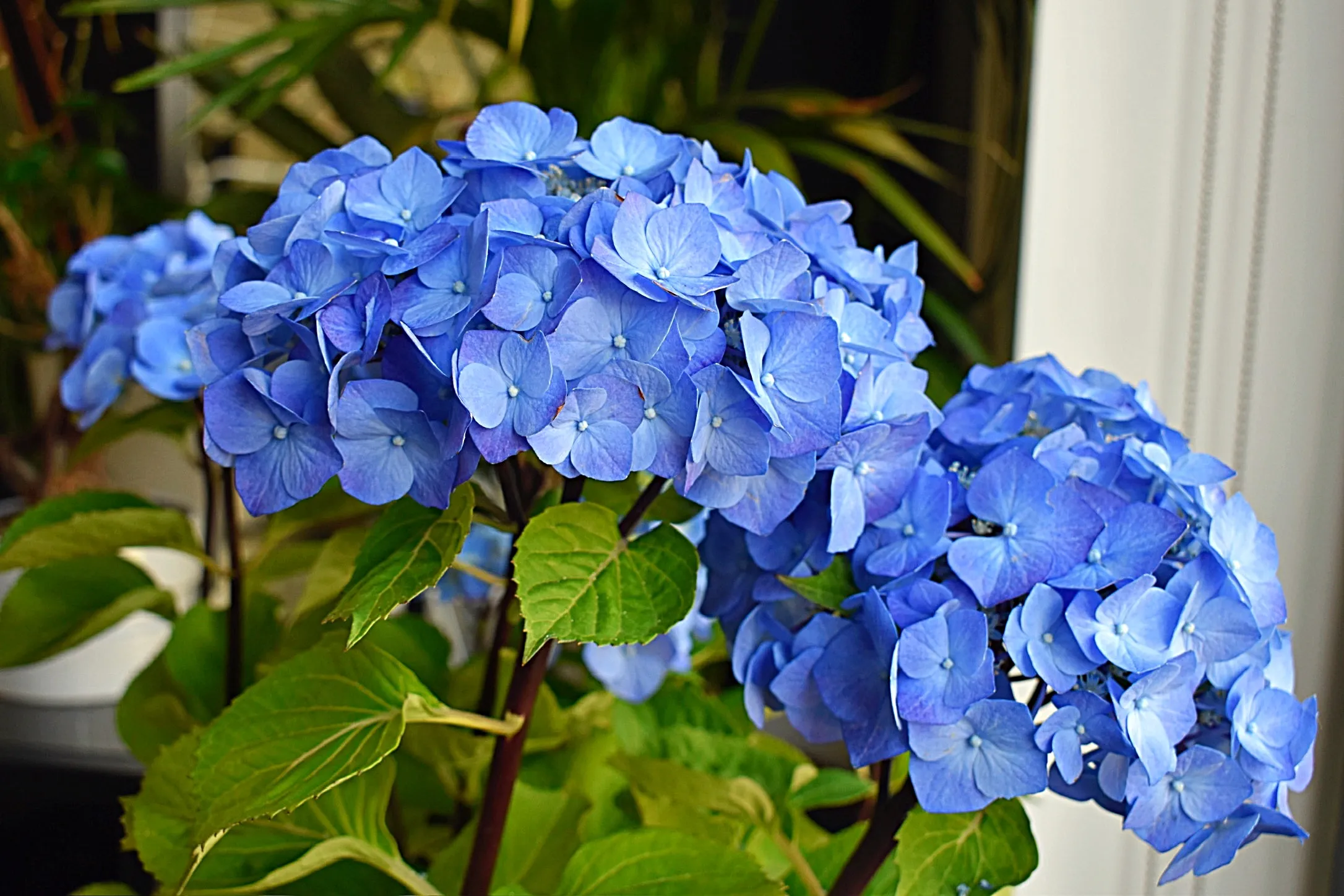Blue Flowers