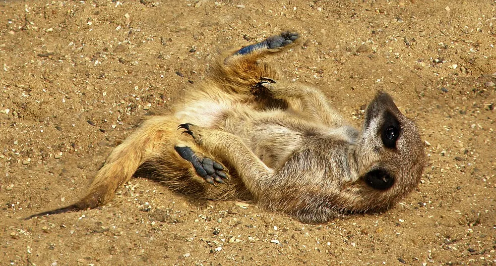 Meerkats