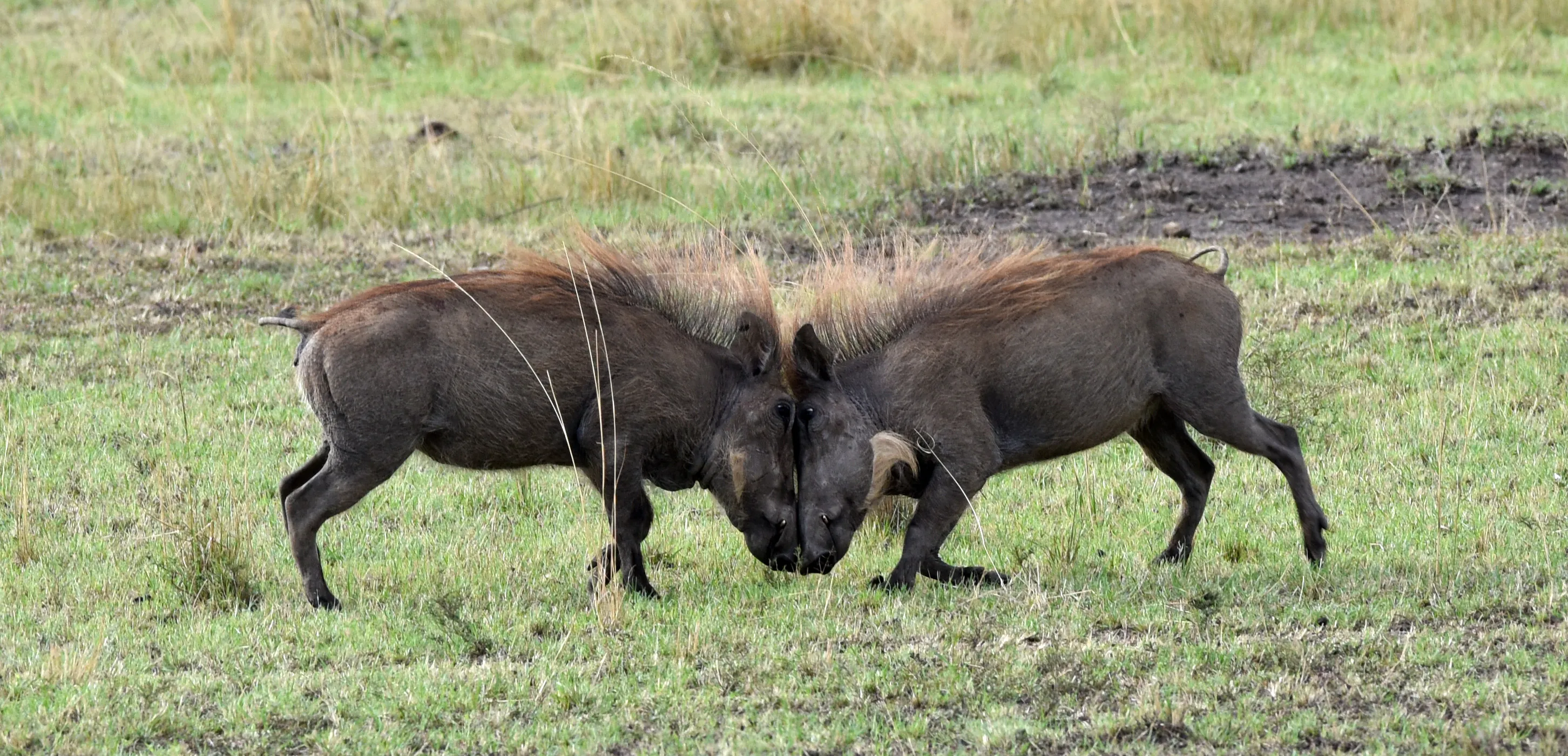 Expressive Wildlife
