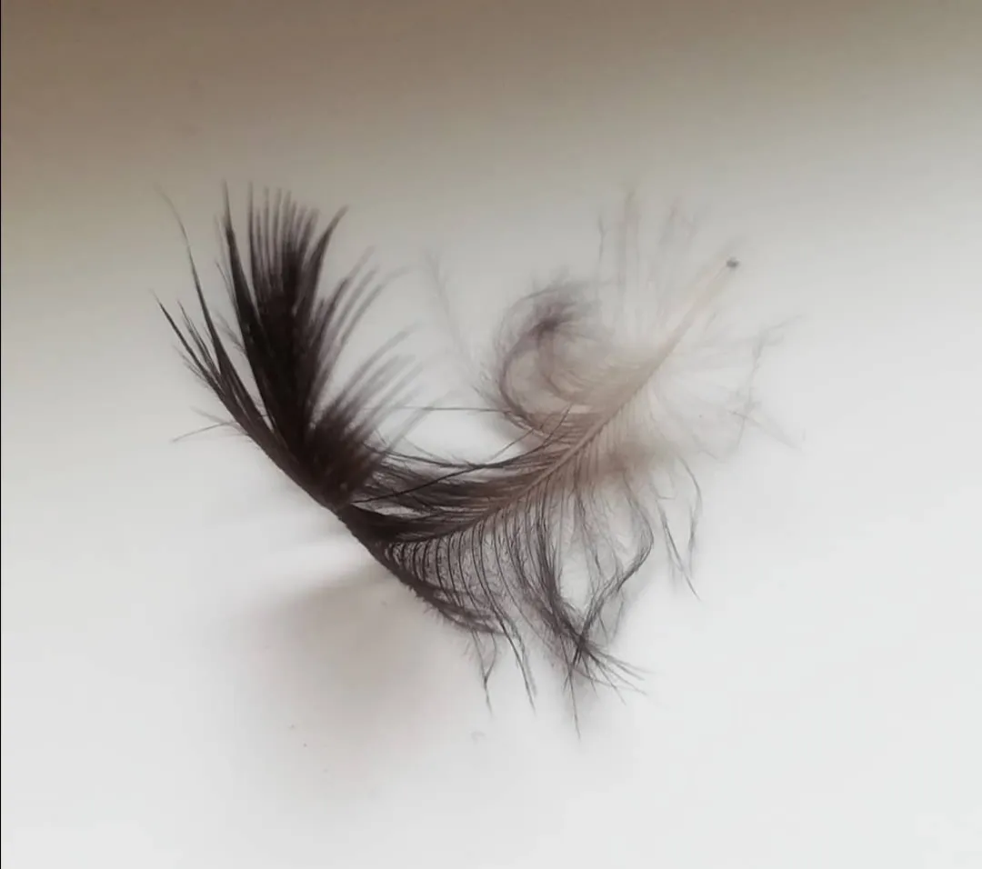 Feathers (not on birds)