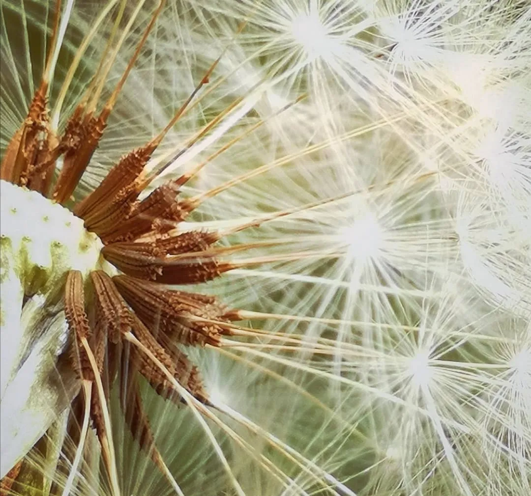 Seeds In Colour