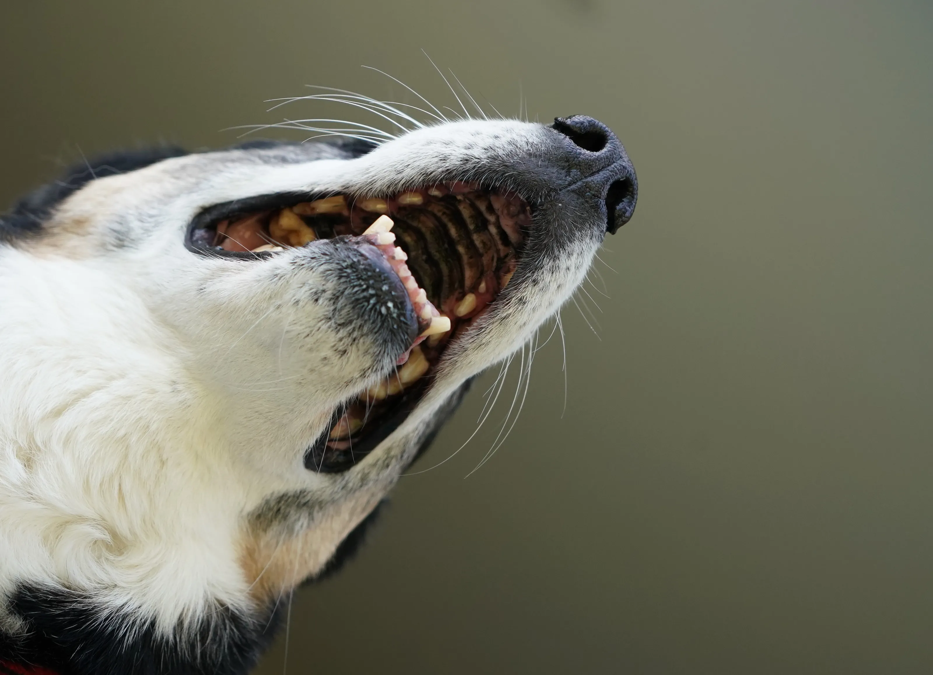 Animals From Below (no flying or aquatic animals)