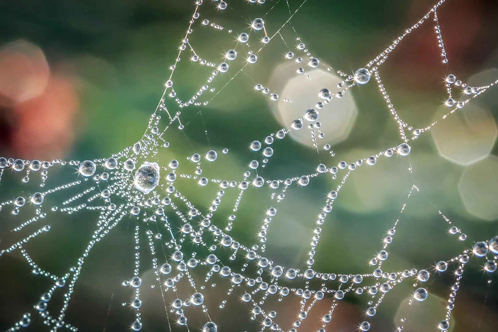 Spiderwebs
