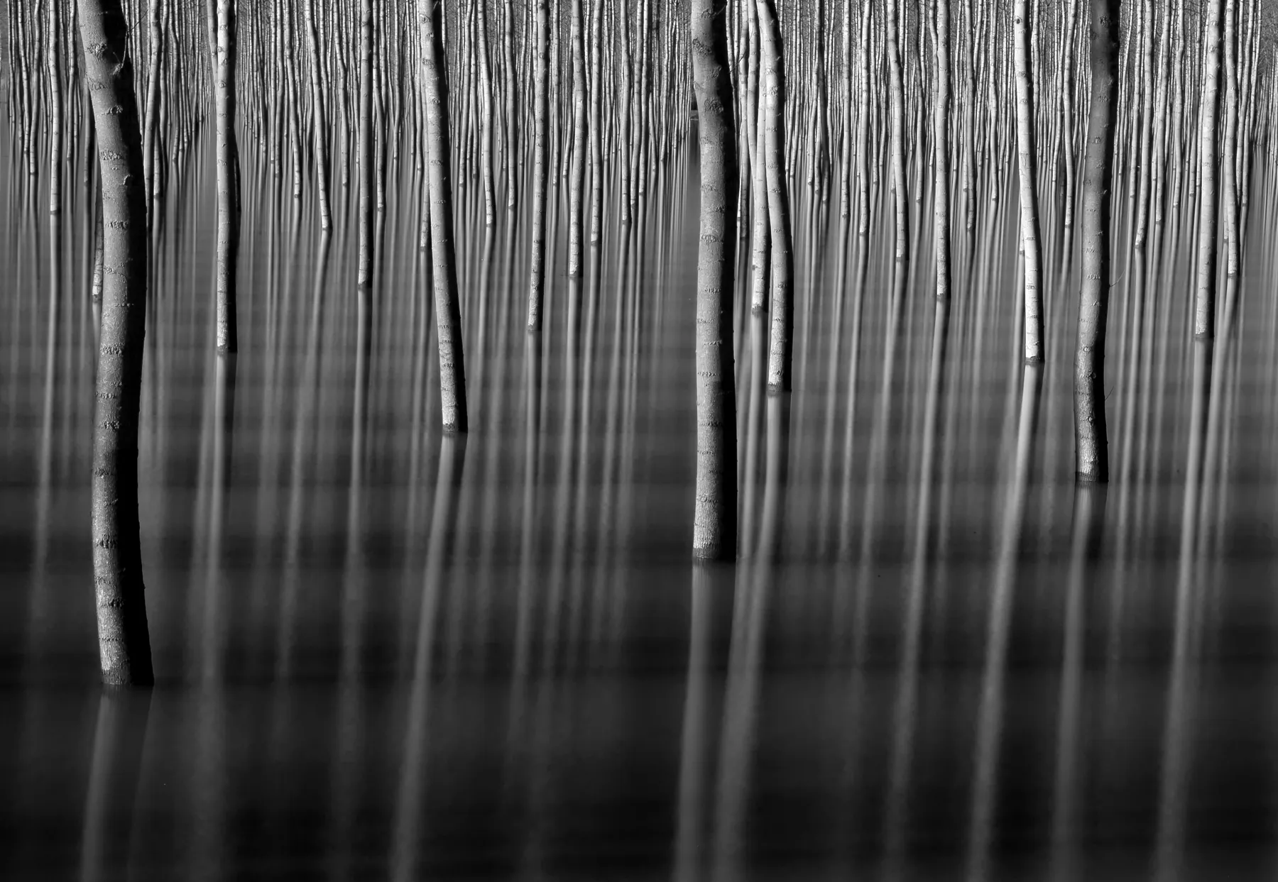 Reflections of Plants