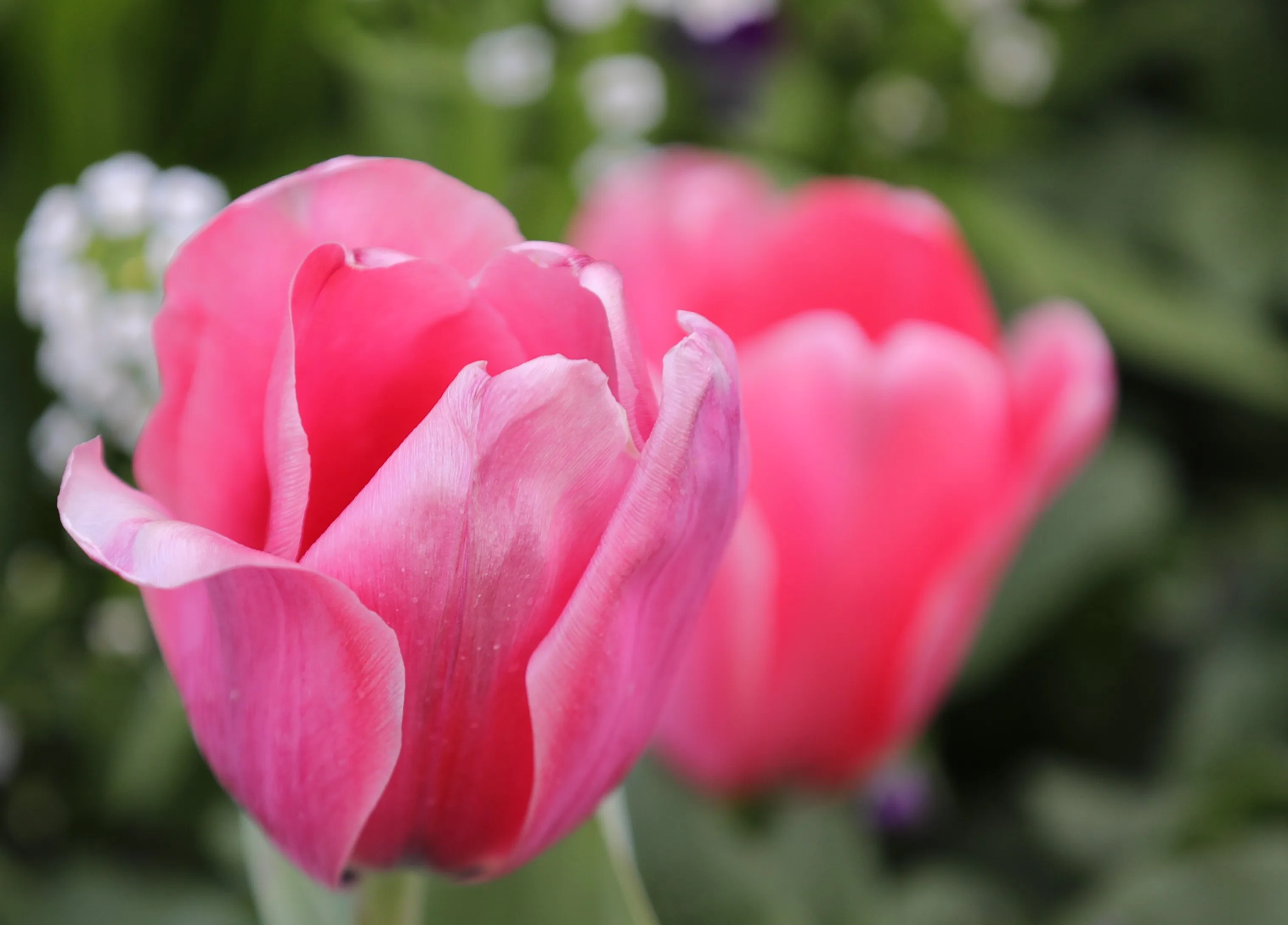Pink Flowers and Blossoms