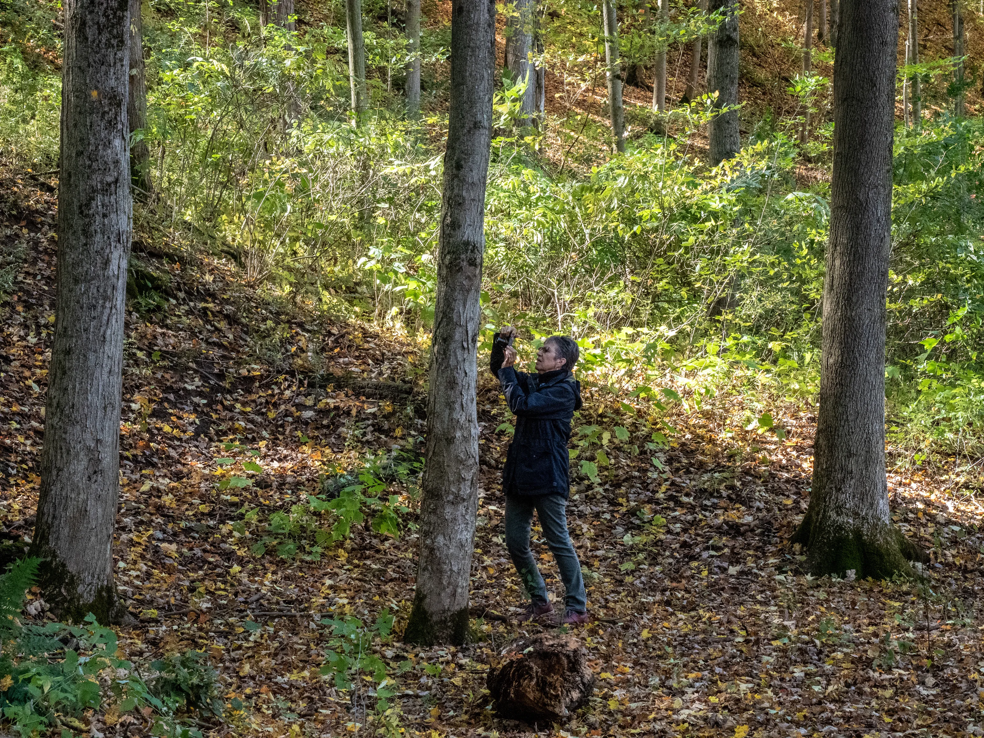 Forest Floor in Autumn (in colour)