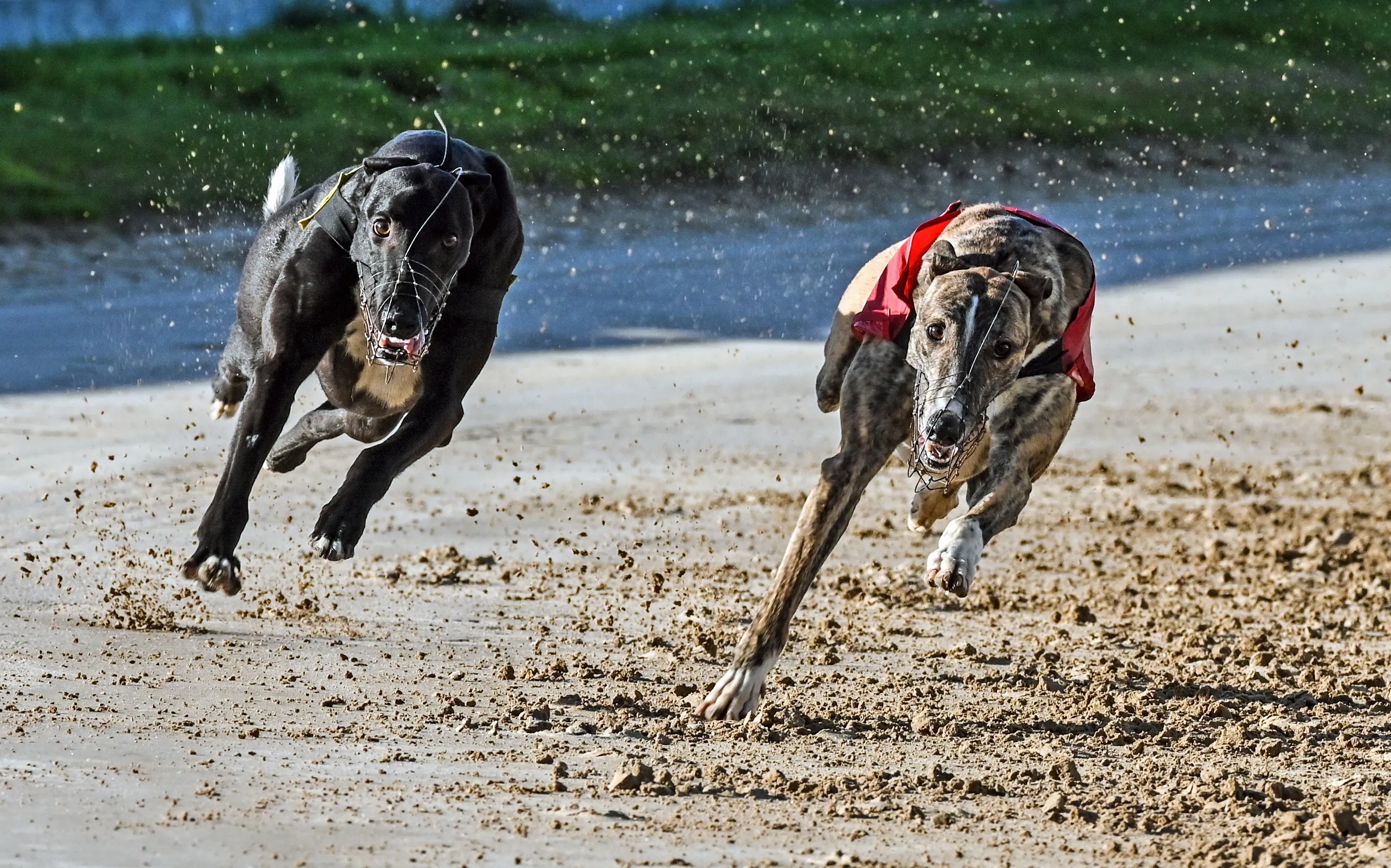 Greyhounds In Colour