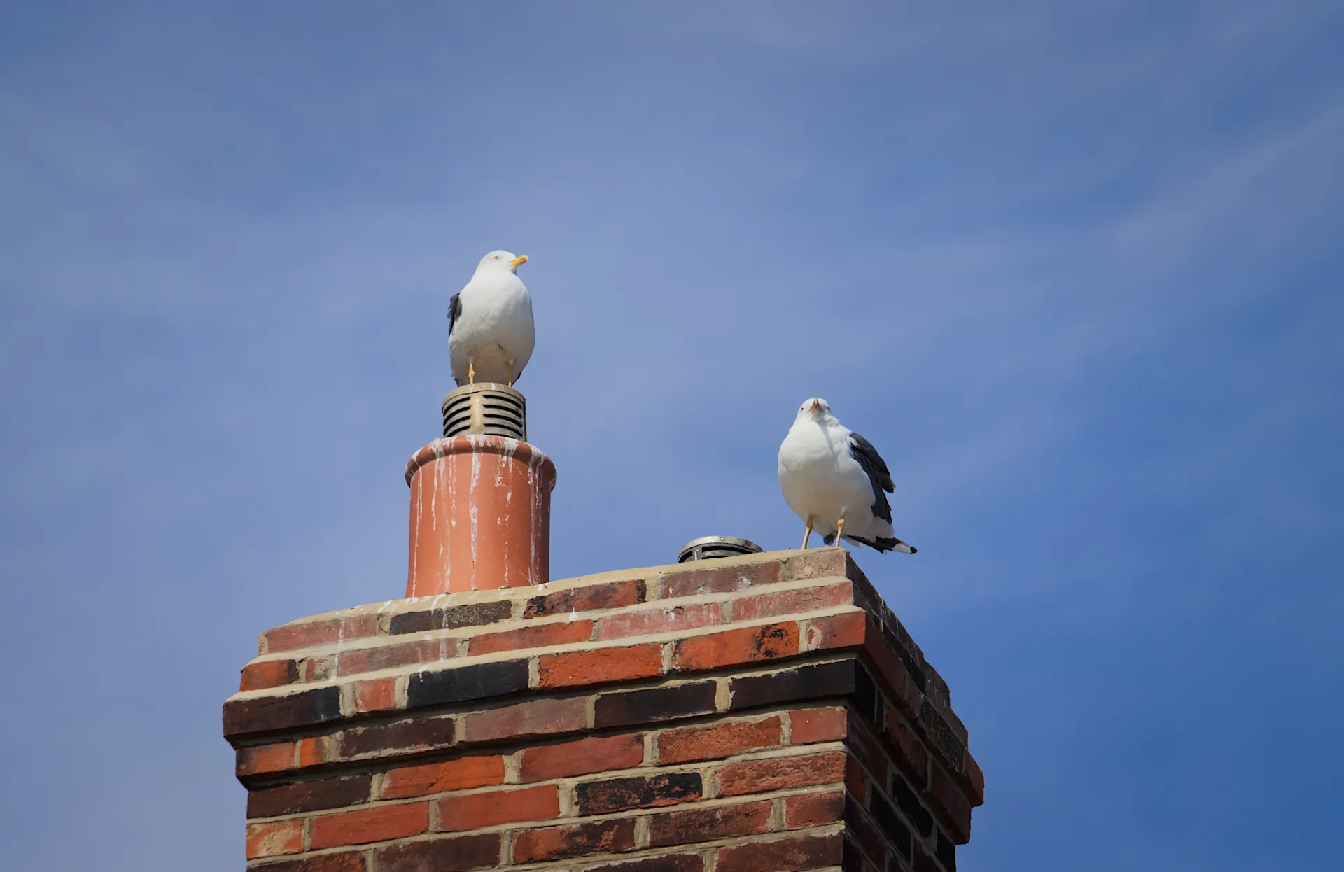 Chimneys With Birds On Them